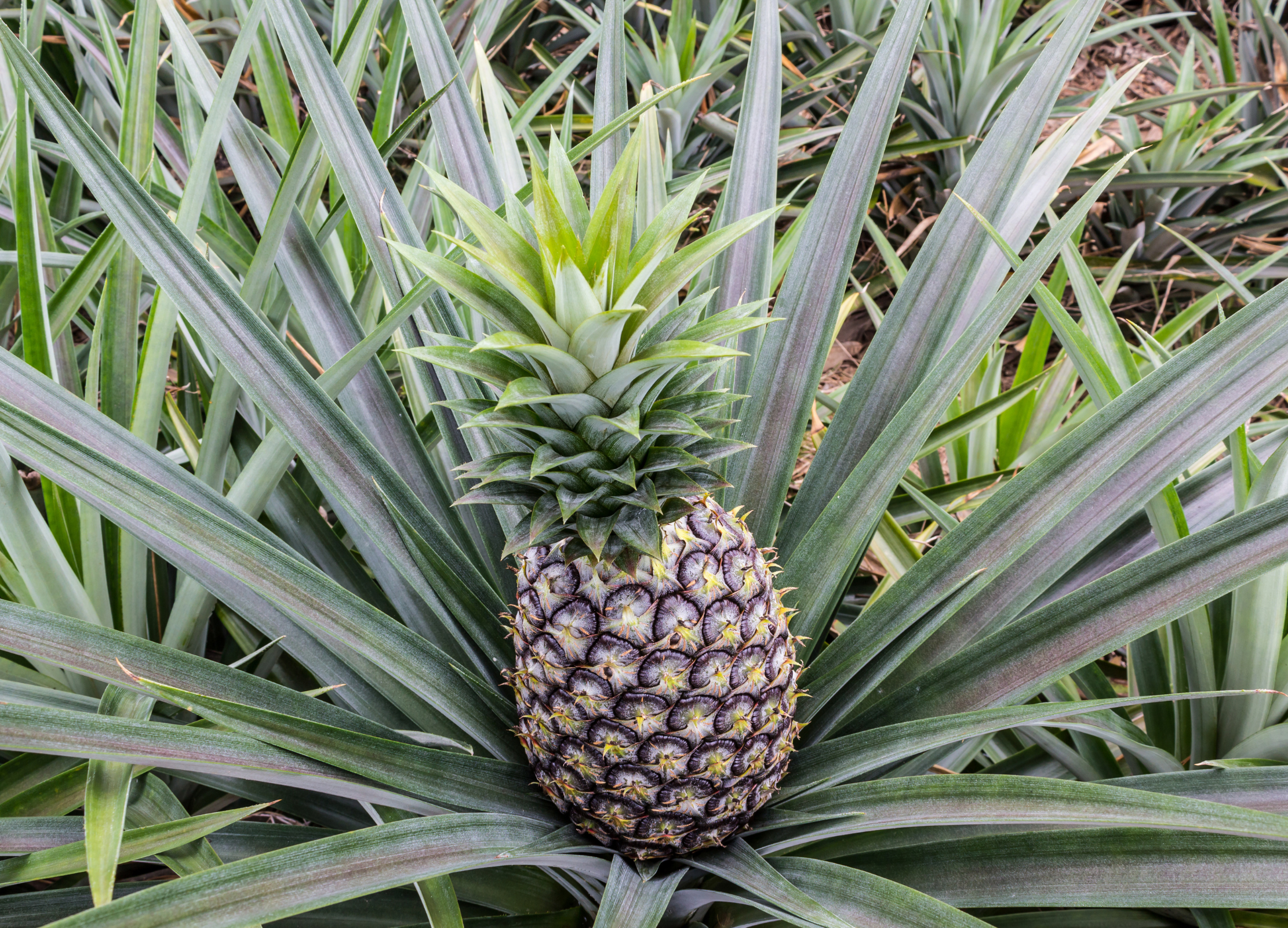Reife Ananas mit dunkelvioletter Frucht und grünen, grauvioletten Blättern im Feld wachsend