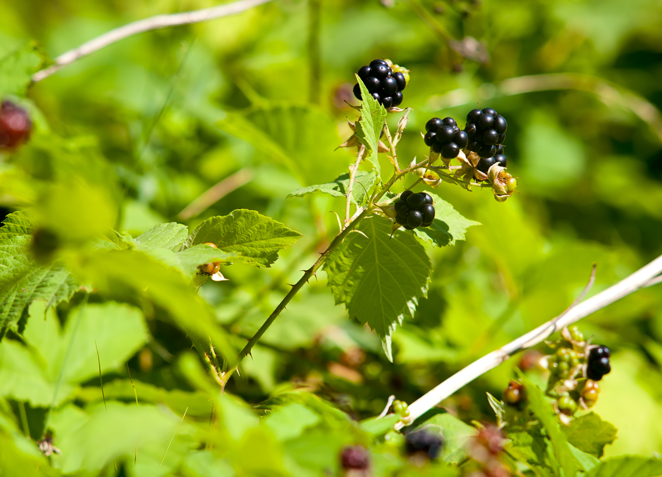 Reife schwarze Brombeeren hängen an einem Zweig mit gezackten Blättern zwischen dichtem grünen Laub