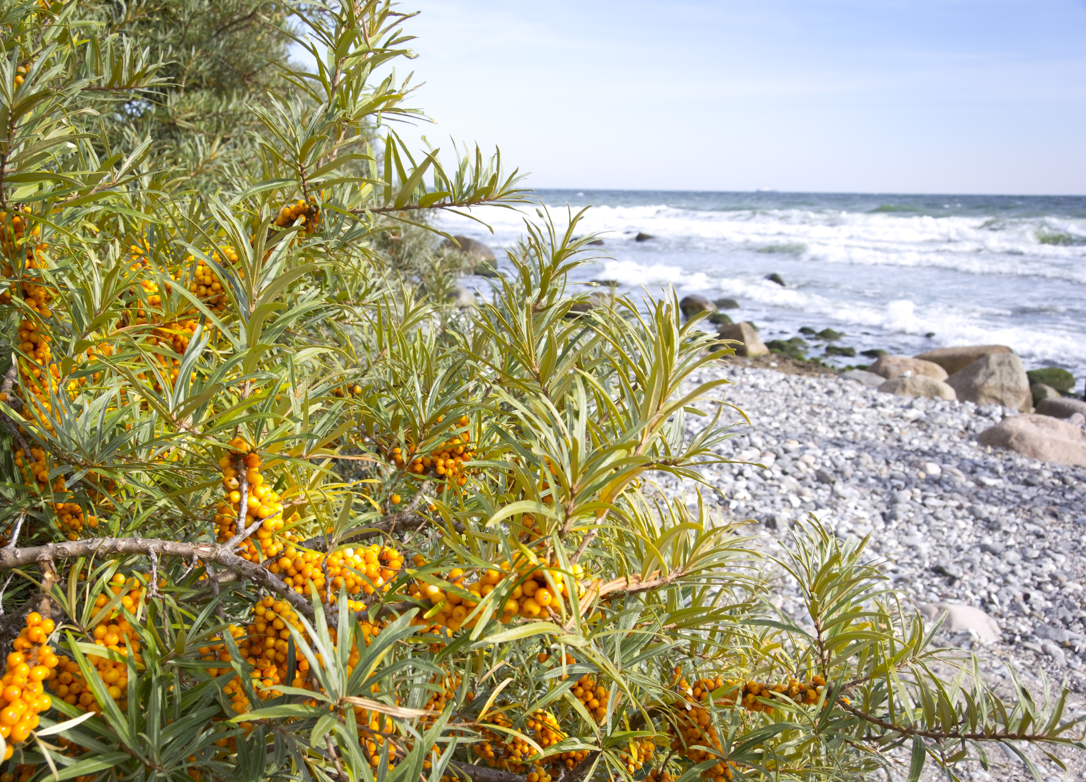 Sanddorn mit leuchtend gelben Beeren an Küstenstrand, Wellen und Kieselsteinen im Hintergrund