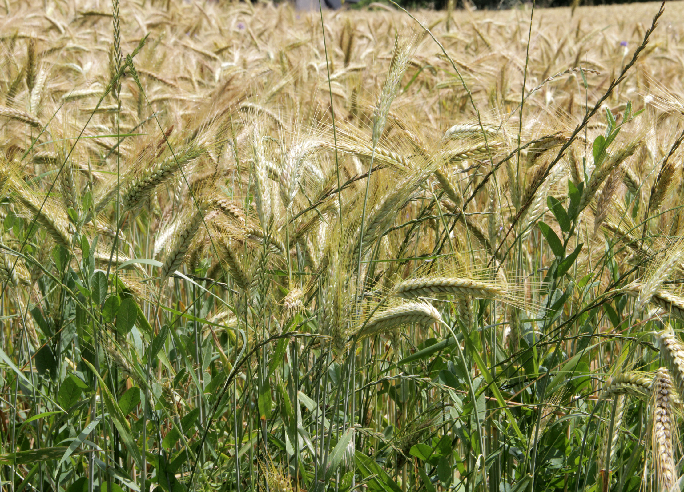 Roggenfeld mit reifen, goldgelben Getreideähren und grünen Halmen bei Sonnenschein