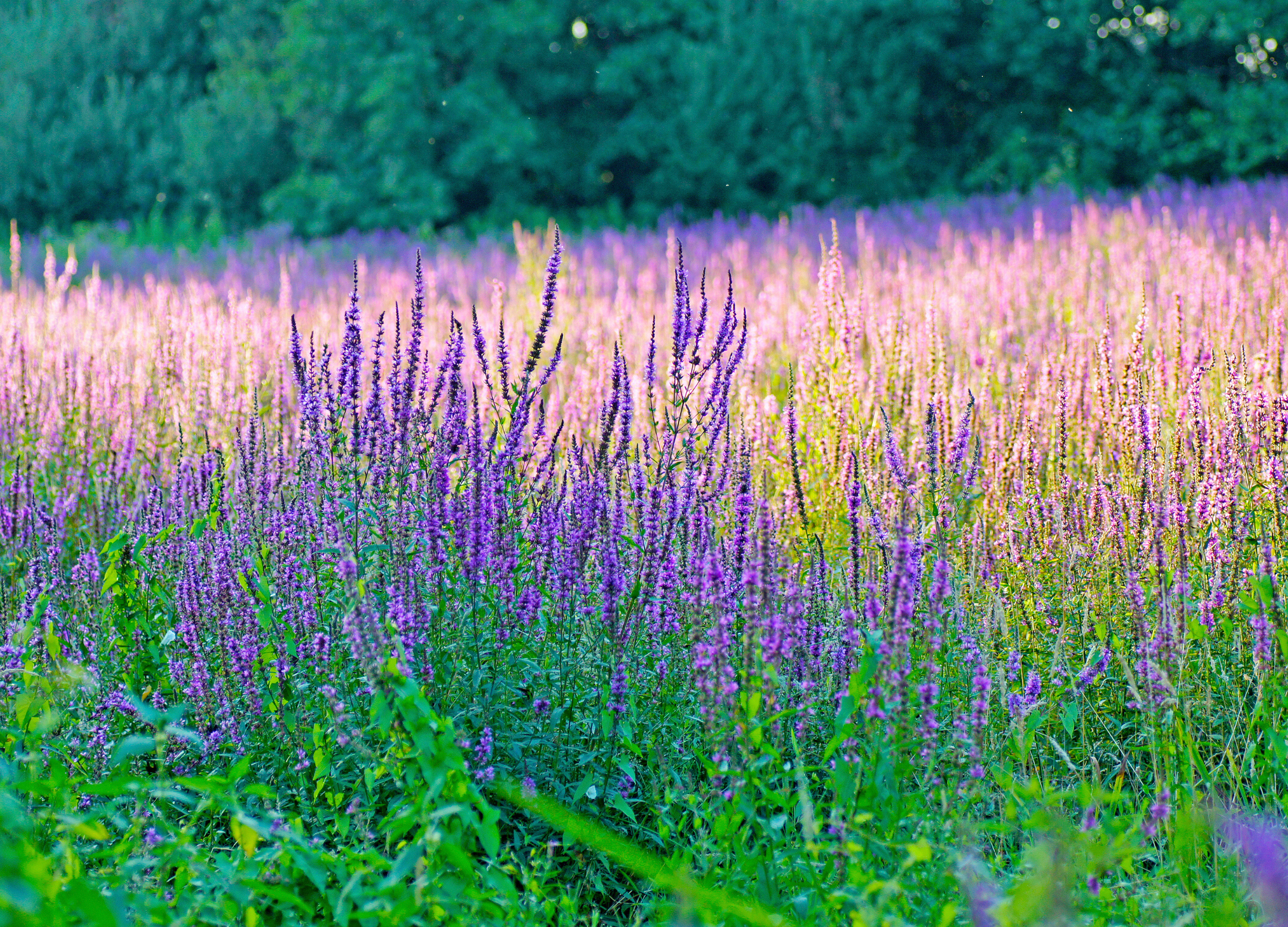 Ysop-Feld in voller Blüte mit violetten und rosa Blütenkerzen, grünen Blättern und unscharfem Hintergrund