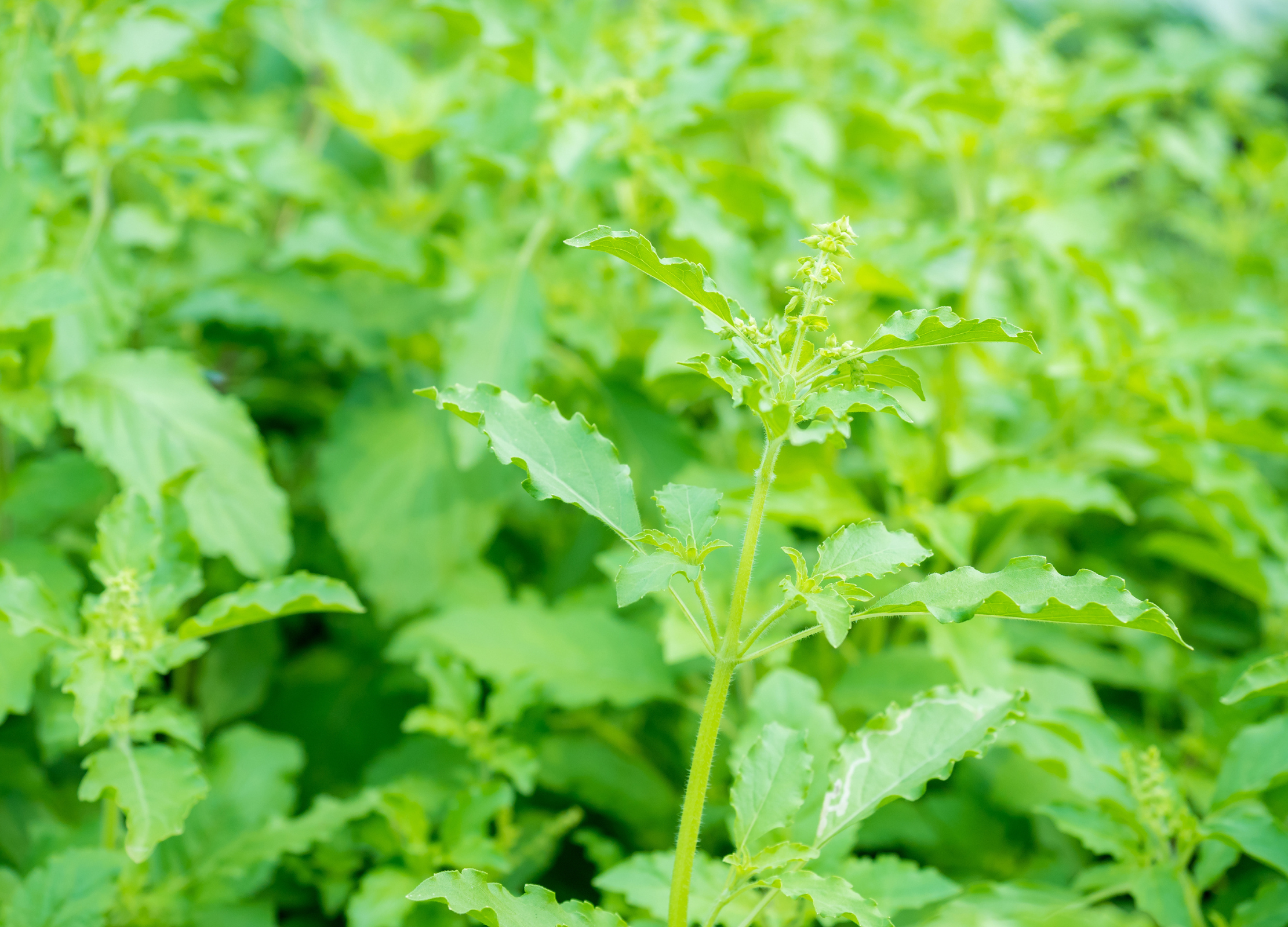 Frische grüne Tulsi-Pflanze mit charakteristischen gezackten Blättern und gelben Blütenständen im Anbau