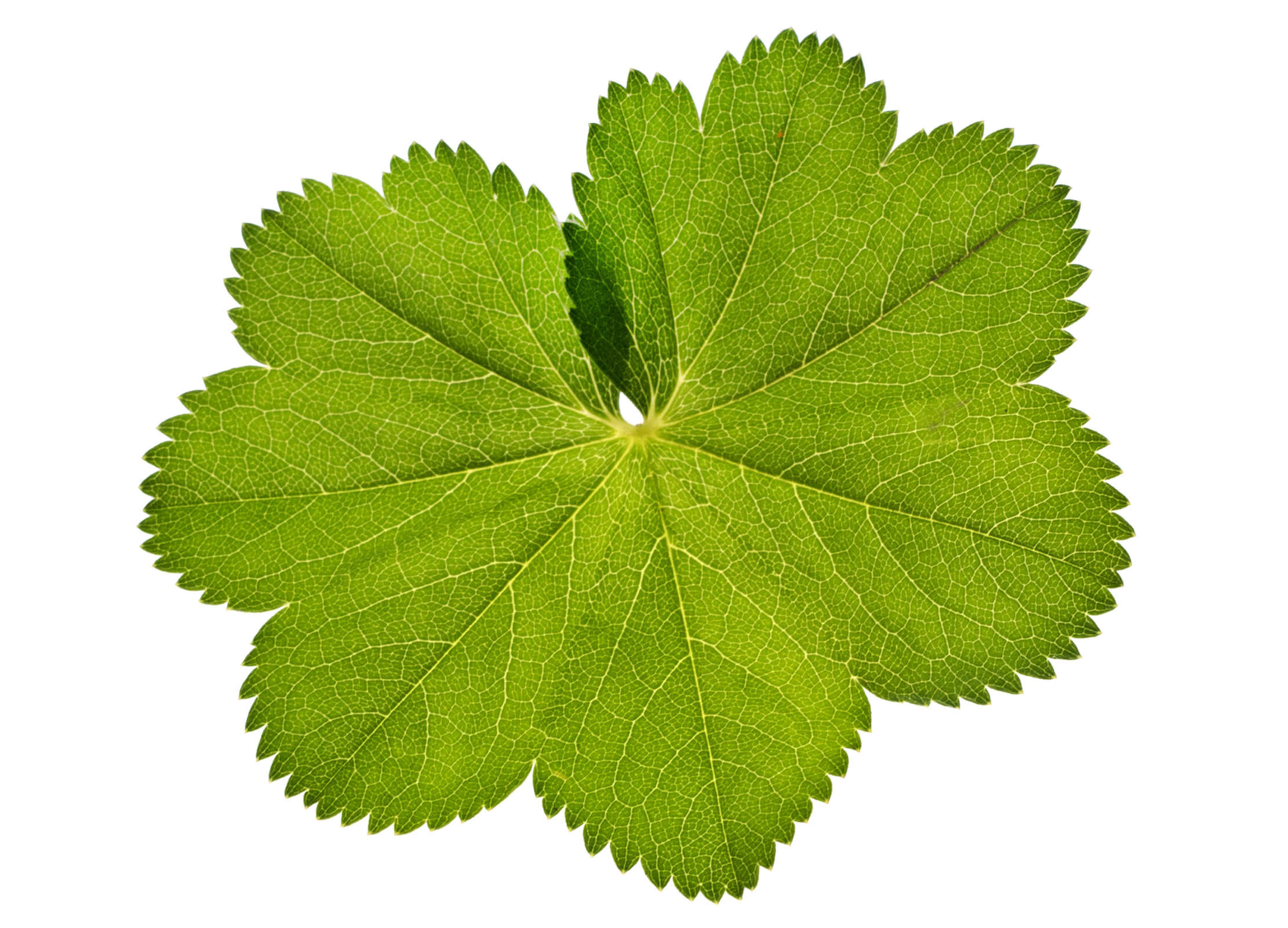 Ein einzelnes, rundlich gefächertes Blatt des Frauenmantels mit gezacktem Rand vor weißem Hintergrund