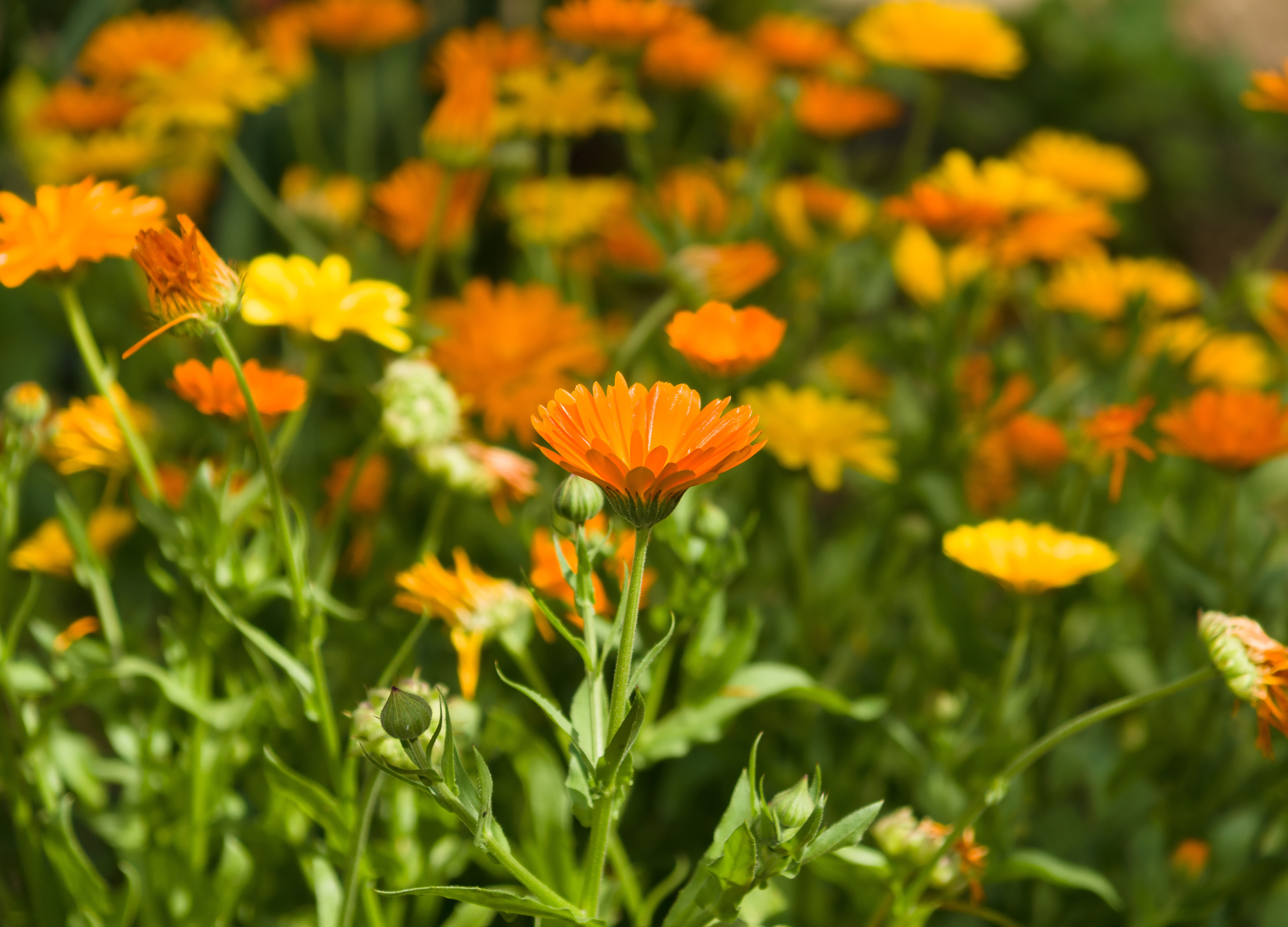 Ringelblumen in voller Blüte mit orange-gelben Blütenblättern und grünen Stielen im Sonnenlicht