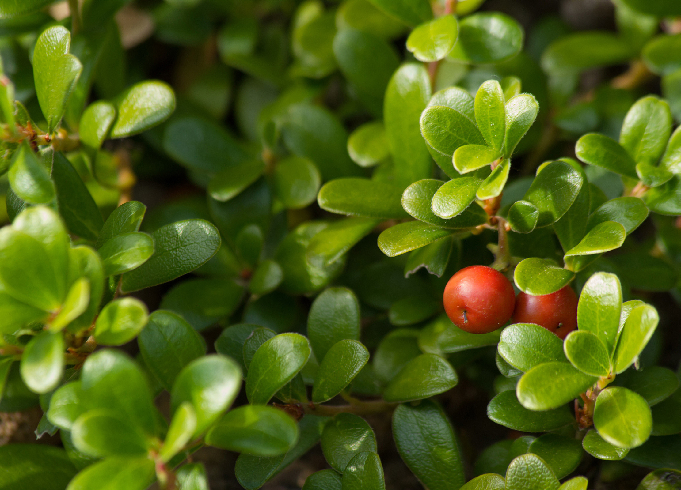 Dunkelgrüne, glänzende Blätter der Bärentraube bedecken dicht den Boden, dazwischen hängen einige rötliche Beeren