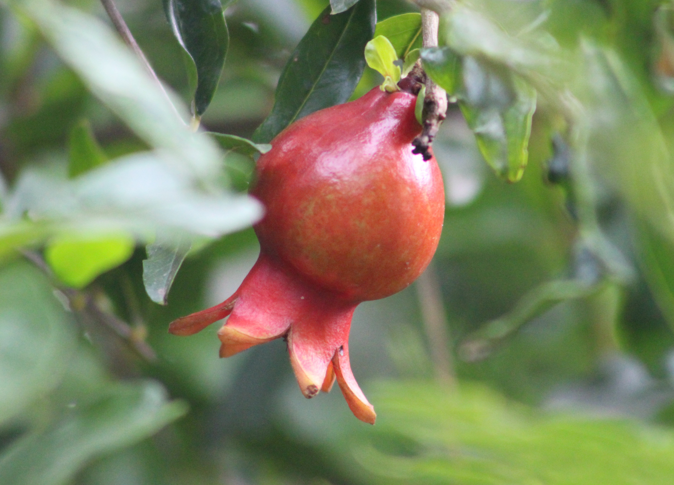 Unreifer Granatapfel mit rötlicher Schale hängt an einem Zweig zwischen grünen Blättern