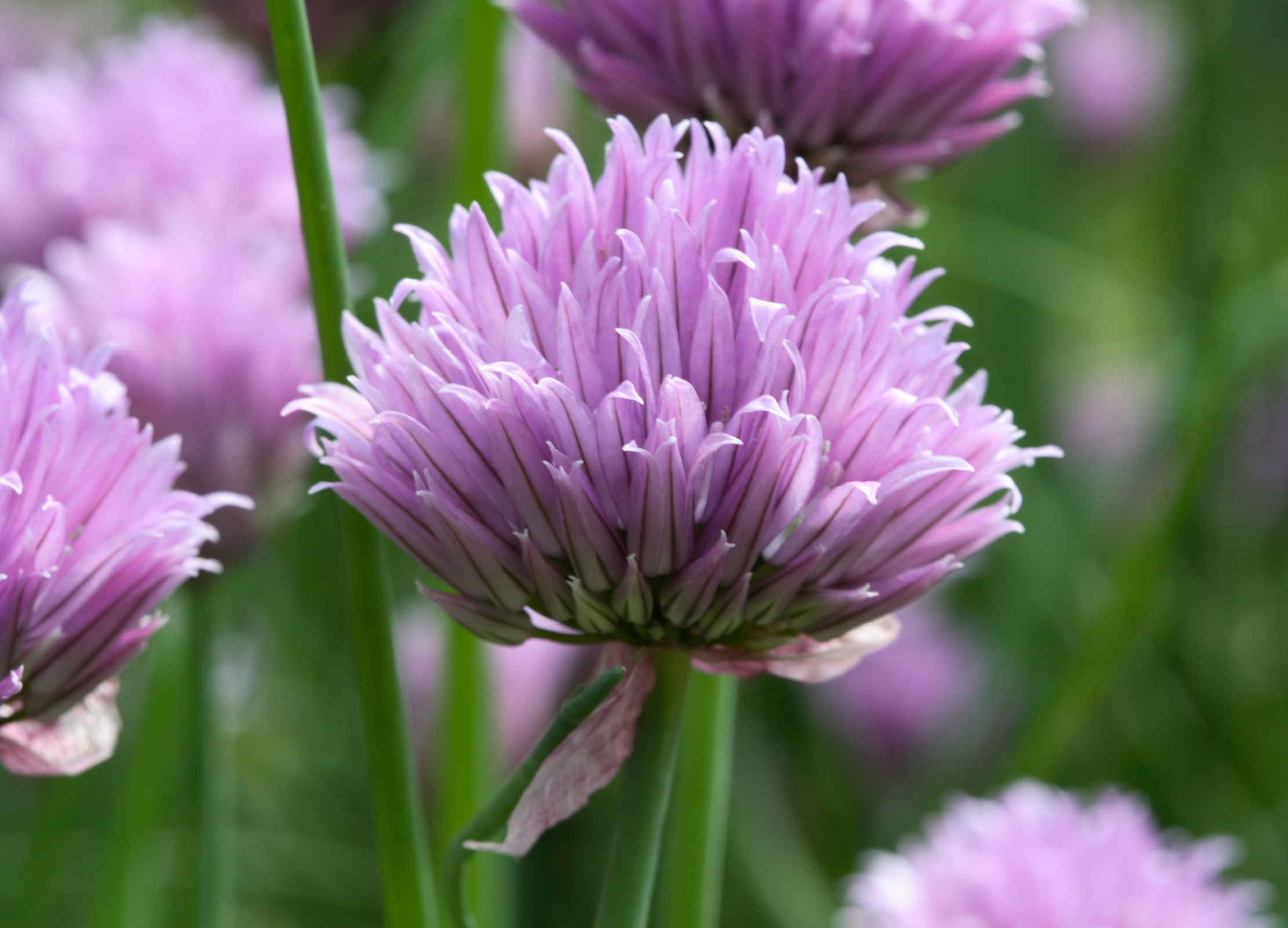 Schnittlauch mit rosa-violetten Blütenköpfen und grünen Halmen in Nahaufnahme