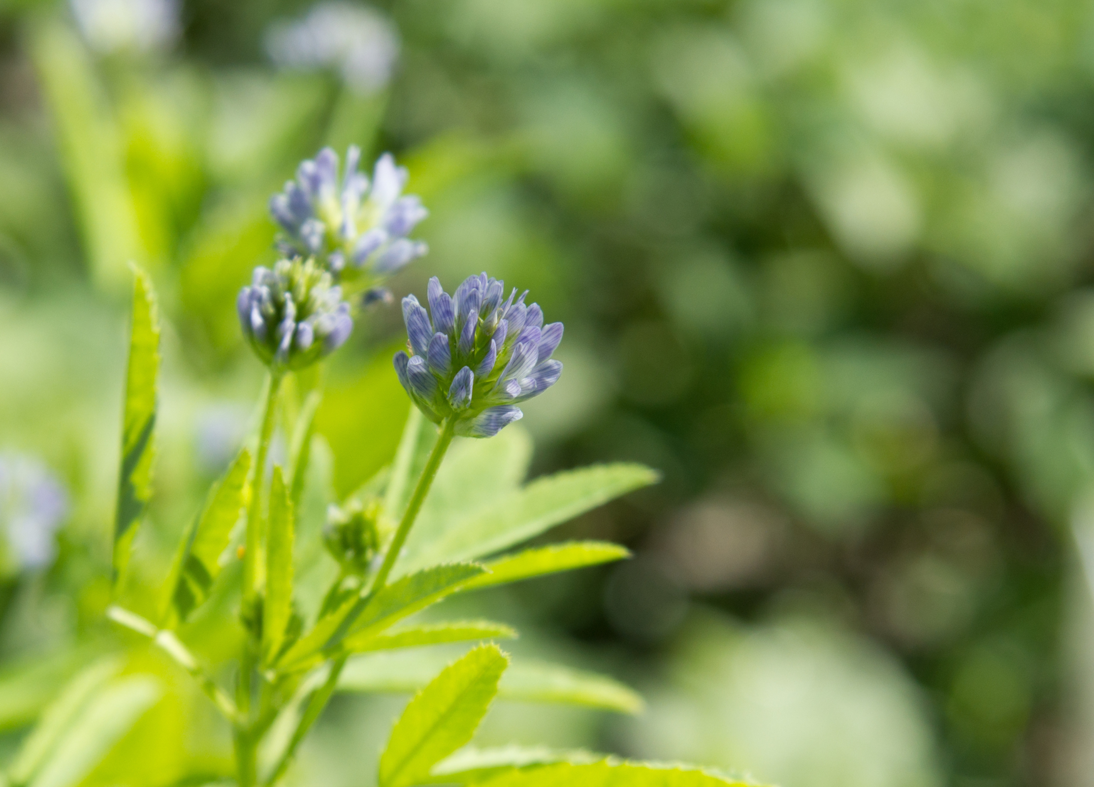 Schabzigerklee mit blauvioletten Blütenköpfchen und grünen Blättern im Garten