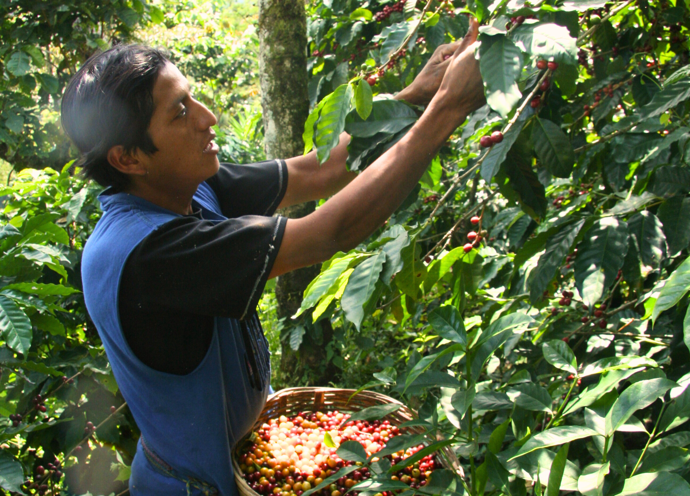 Mann pflückt reife Kaffeekirschen von einem Strauch inmitten einer grünen Plantage