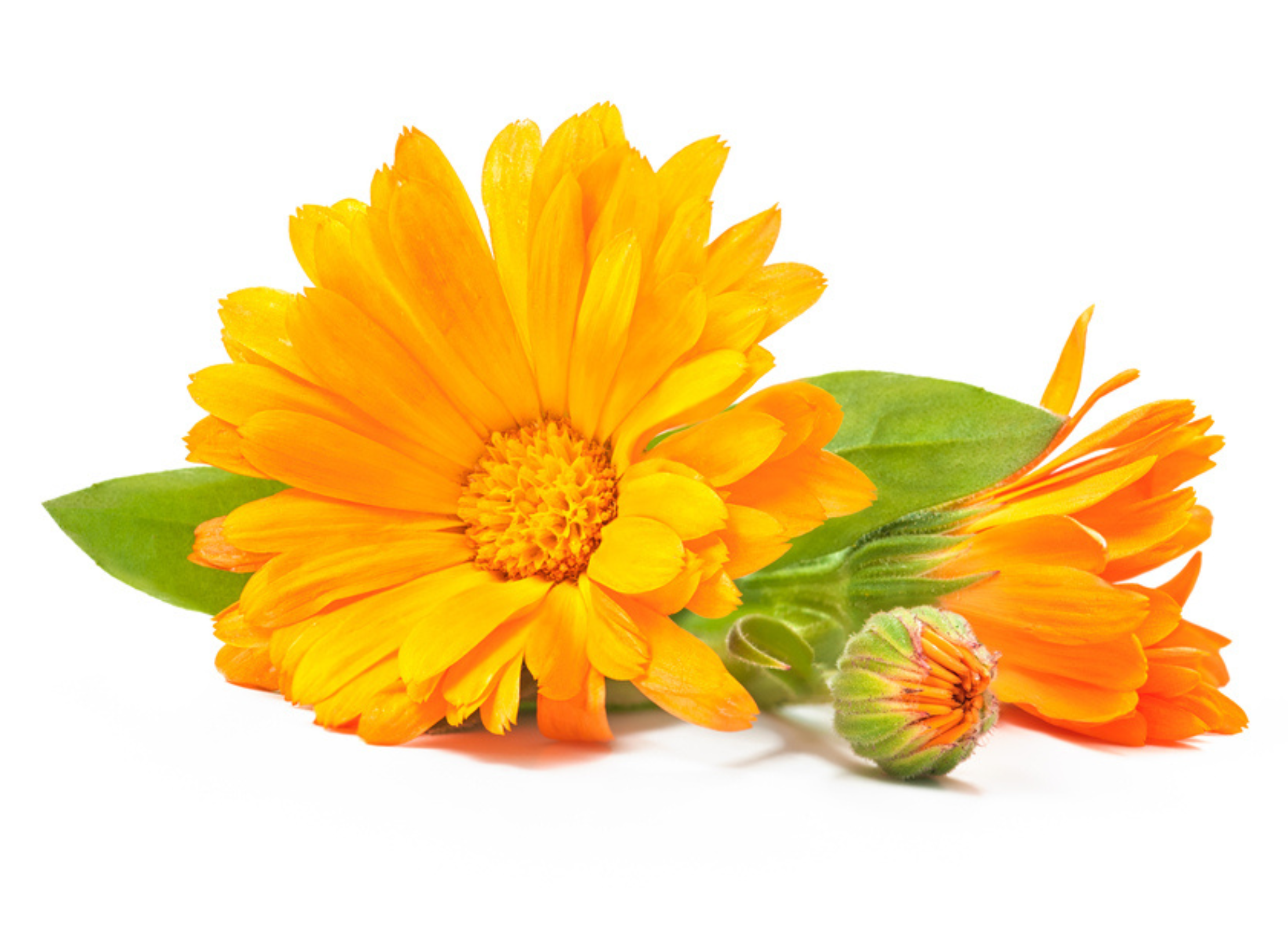 Frische Ringelblüten in Gelb und Orange mit grünen Blättern und Knospen auf weißem Hintergrund.