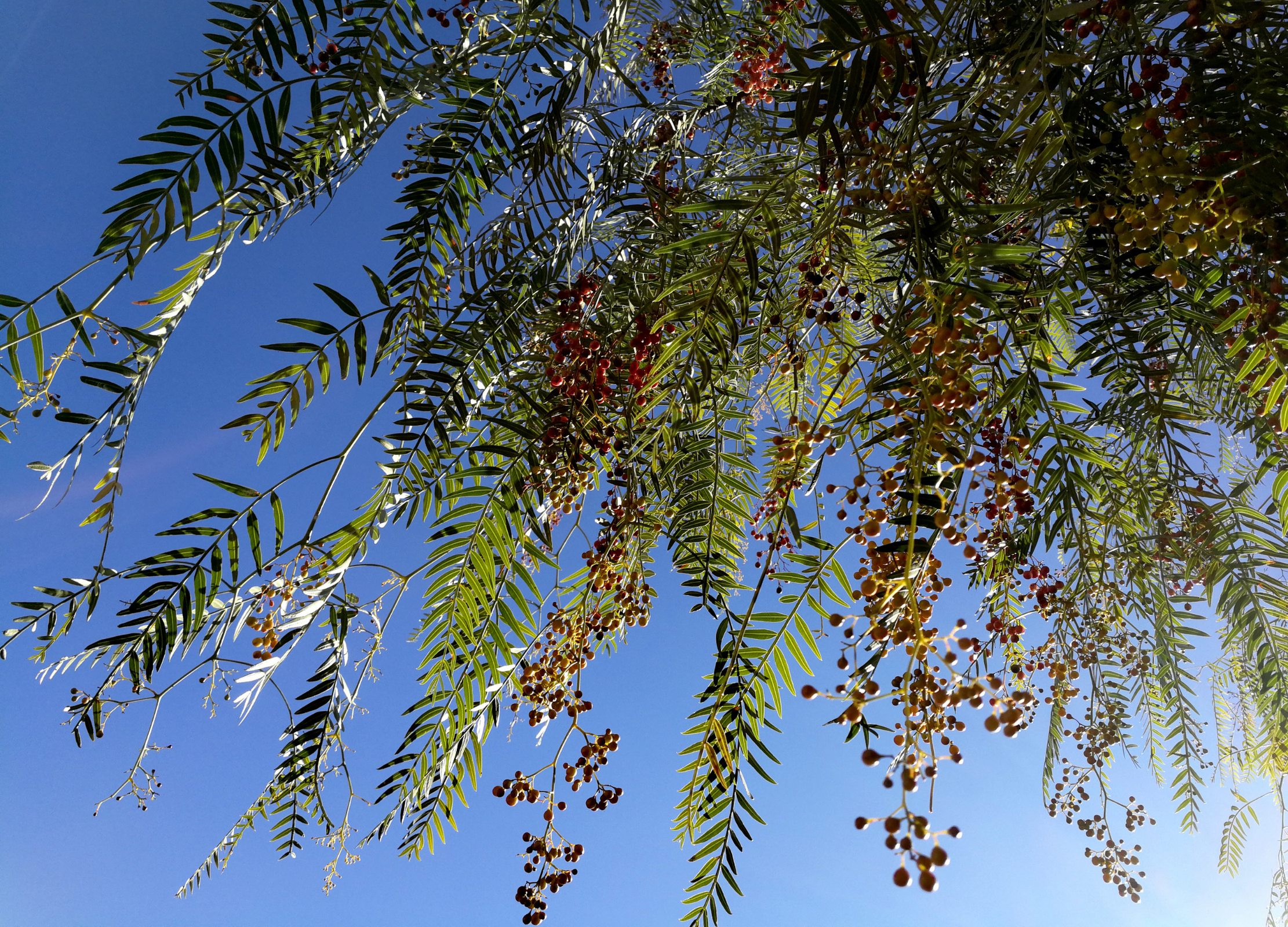Rosa-Pfeffer-Baum mit gefiederten grünen Blättern und roten Beeren gegen blauen Himmel