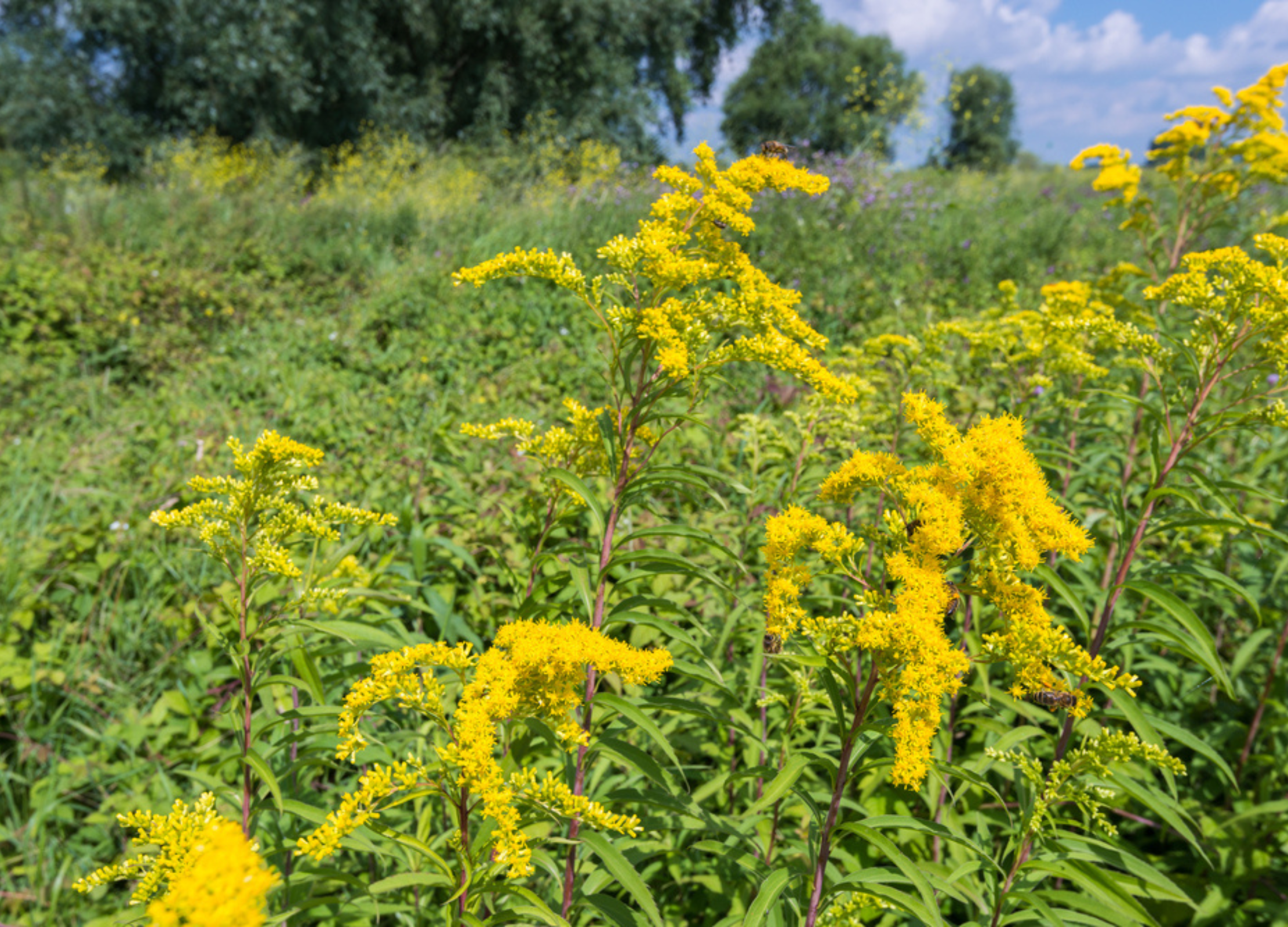 Gelb blühende Goldruten am sonnigen Feldrand vor grünem Hintergrund