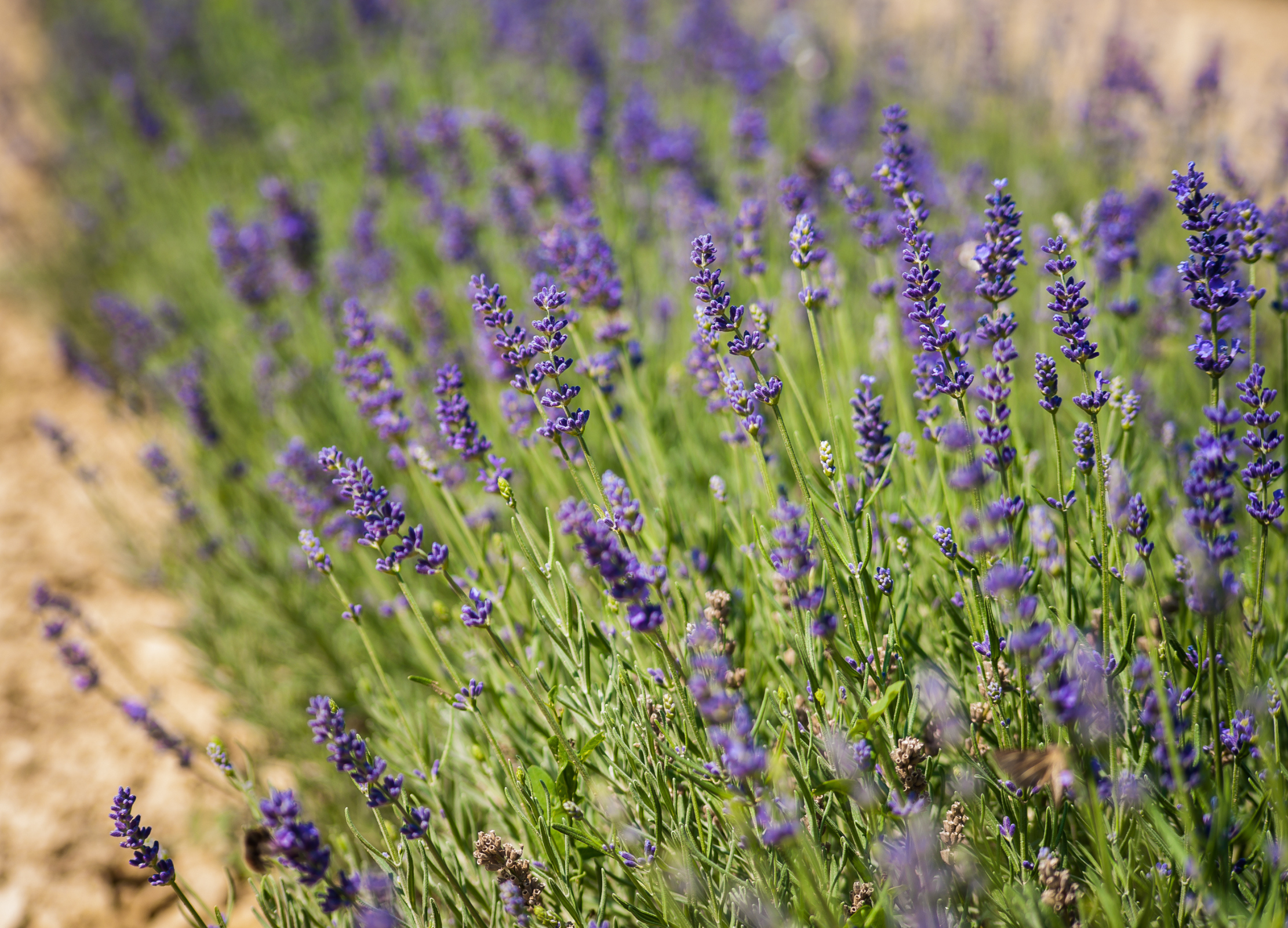 Lavendelpflanzen mit violetten Blüten wachsen dicht an dicht am Rand eines sandigen Feldwegs