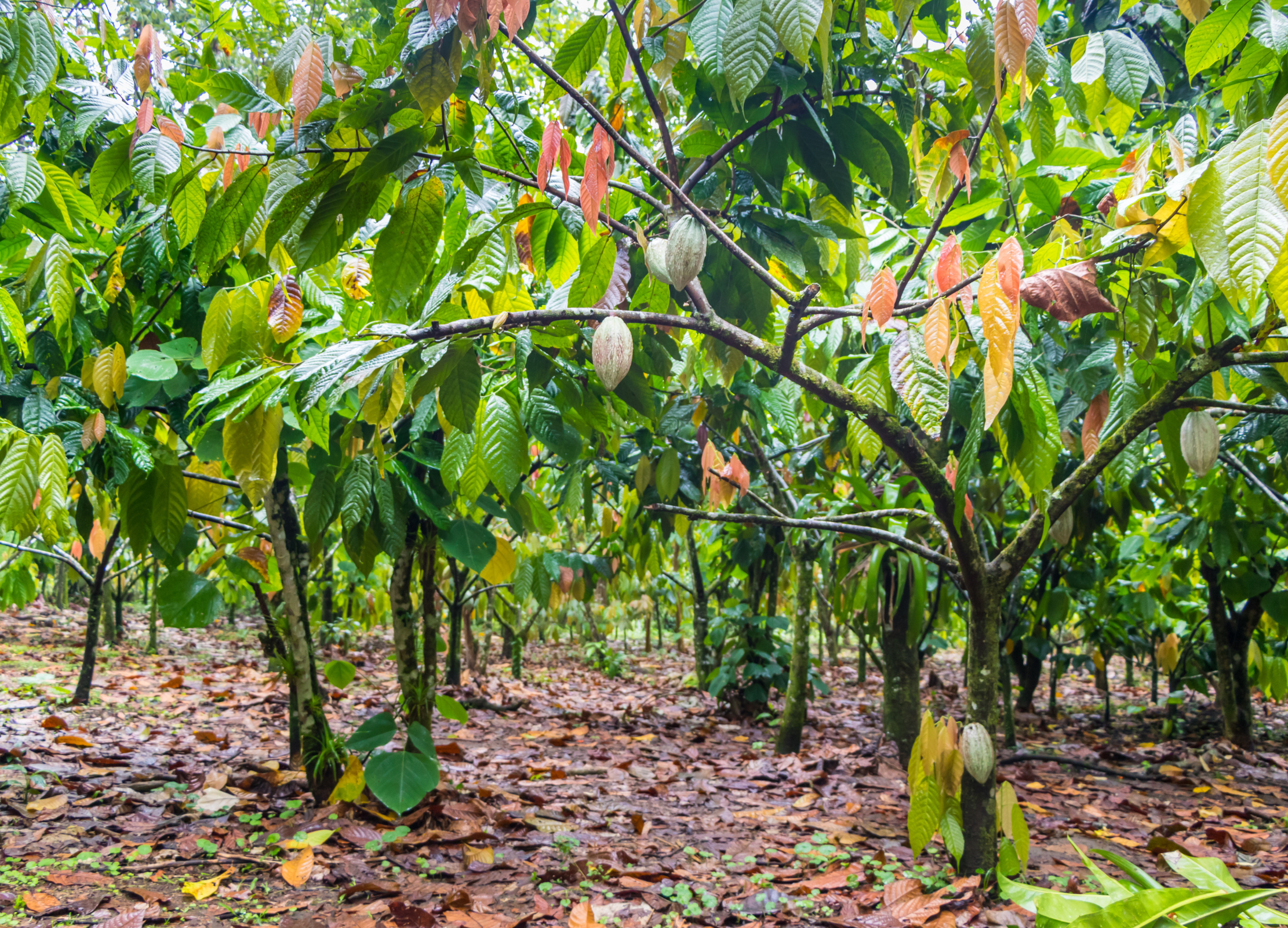 Kakaopflanzen mit reifenden Früchten wachsen in Reihen auf einer Plantage mit feuchtem, blattbedecktem Boden
