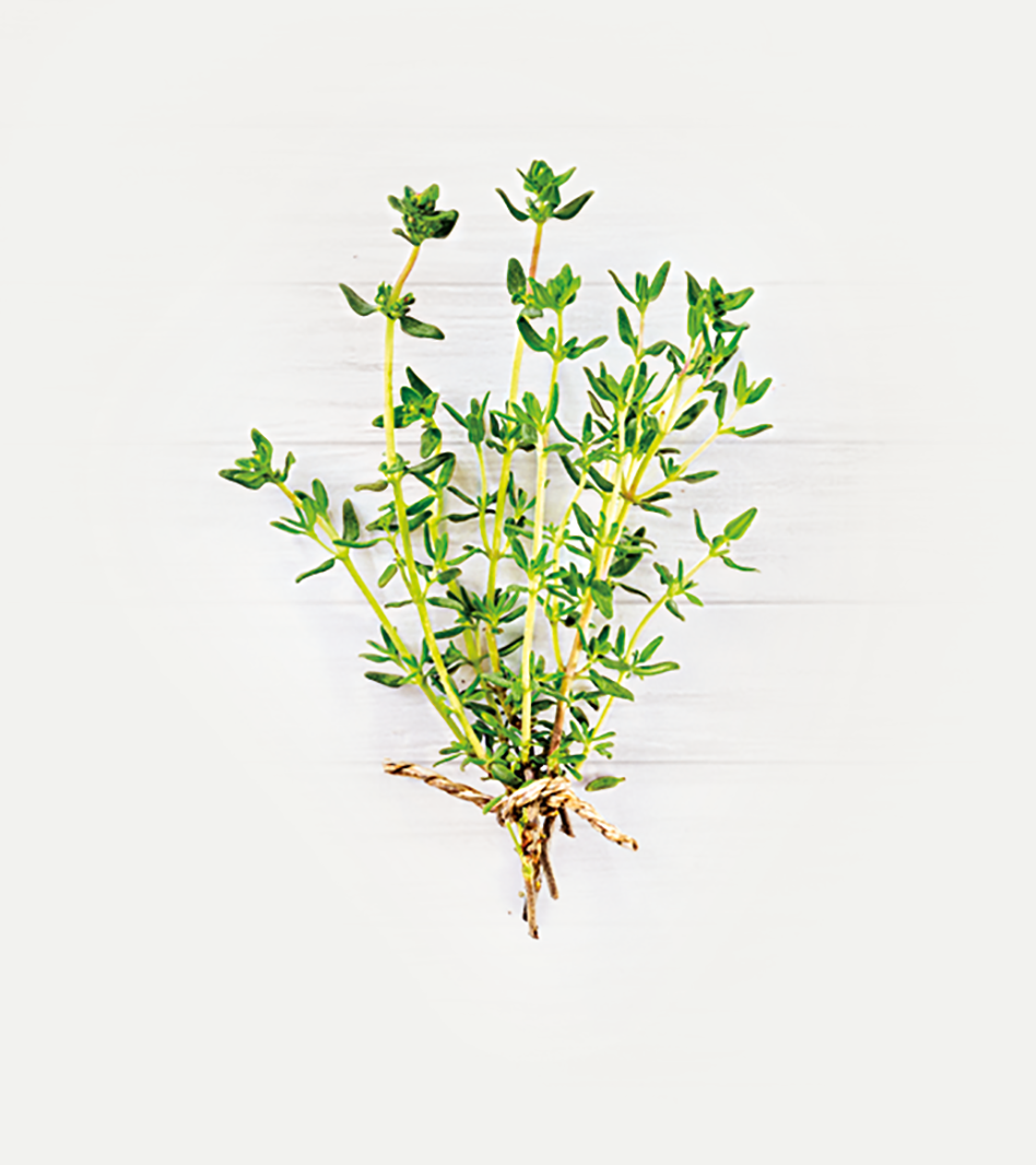 Frische Thymian-Pflanze mit grünen Blättern, gelben Stängeln und sichtbaren Wurzeln auf weißem Hintergrund.