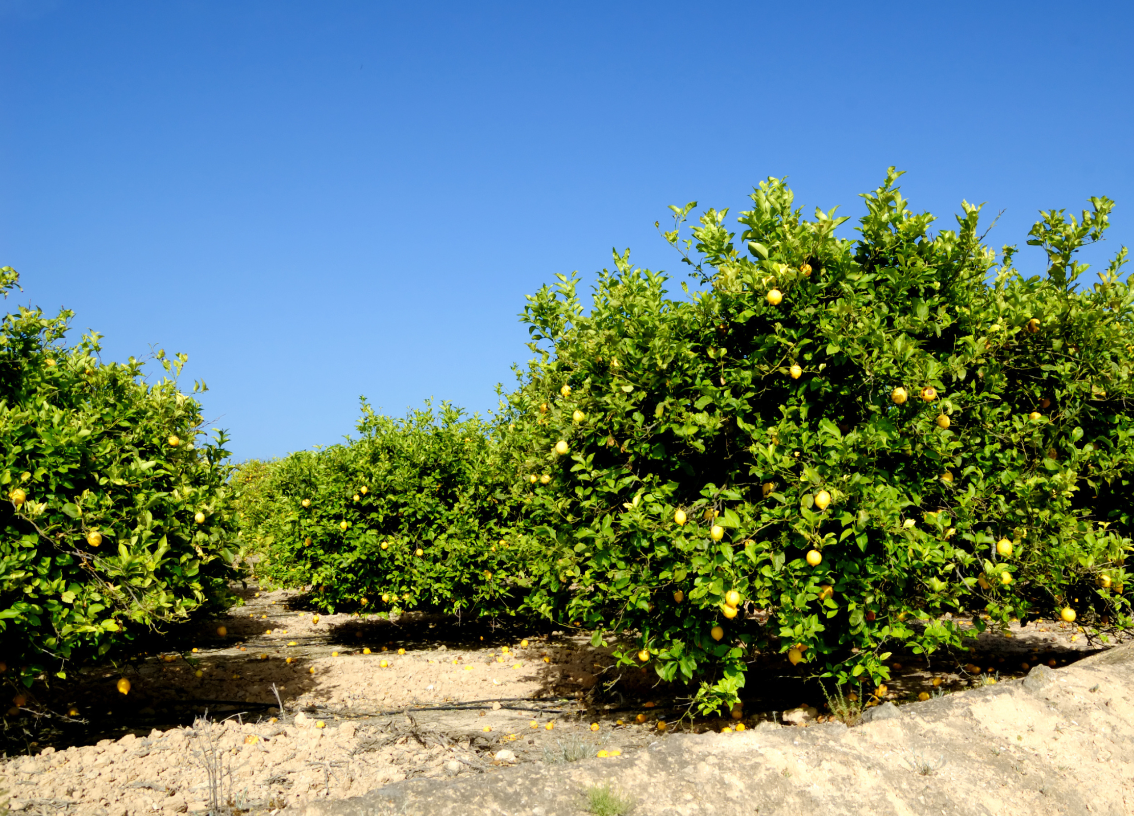 Zitronenplantage mit reifen gelben Früchten an grünen Sträuchern unter blauem Himmel auf sandigen Boden.