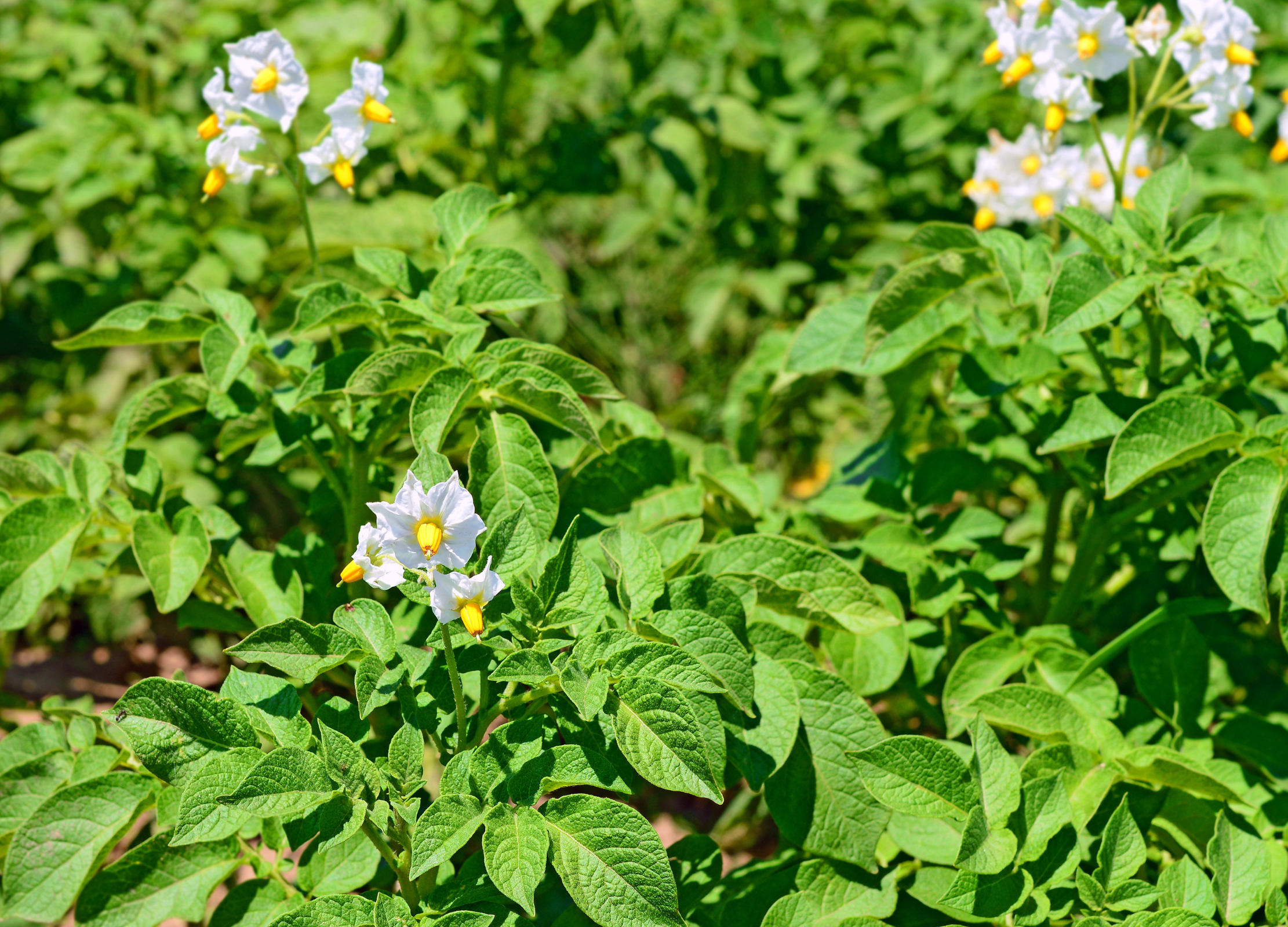 Kartoffelpflanzen mit weißen Blüten und gelben Staubblättern auf einem Feld