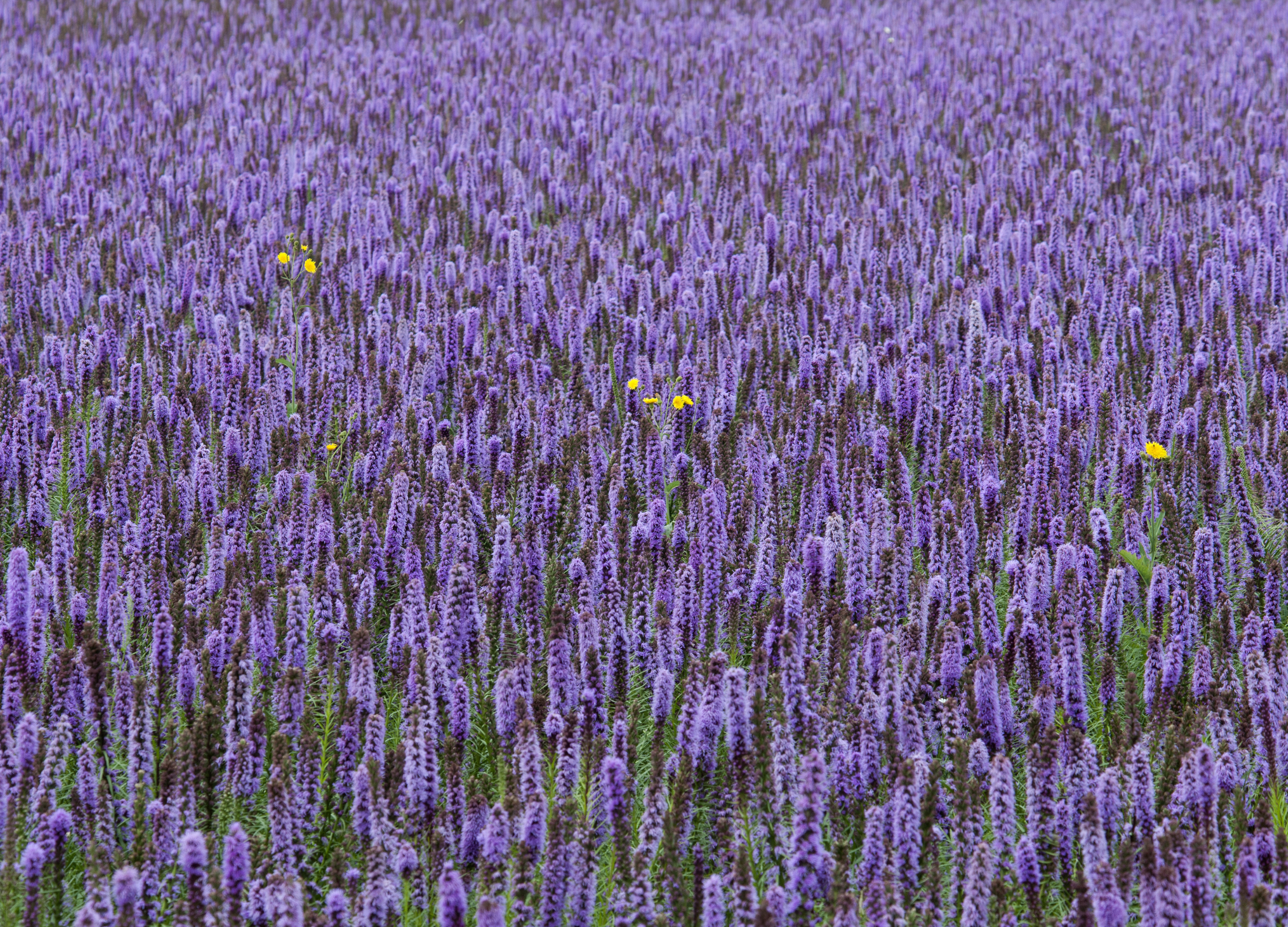 Ein lila blühendes Feld voller Anisysop-Pflanzen (Agastache foeniculum), durchzogen von ein paar gelben Blüten