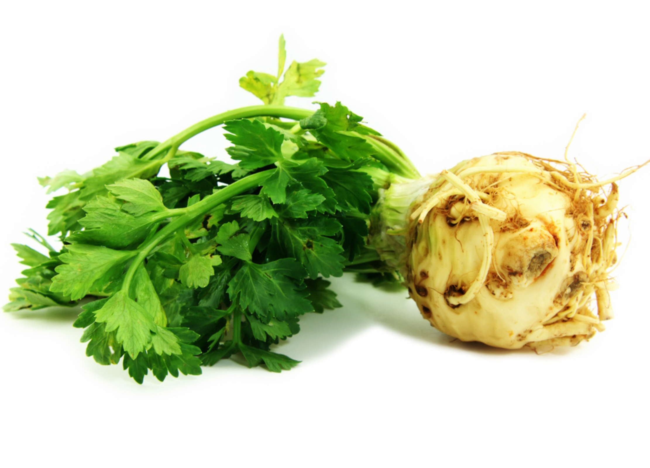 Frische Selleriewurzel mit grünem Kraut und Blättern auf weißem Hintergrund