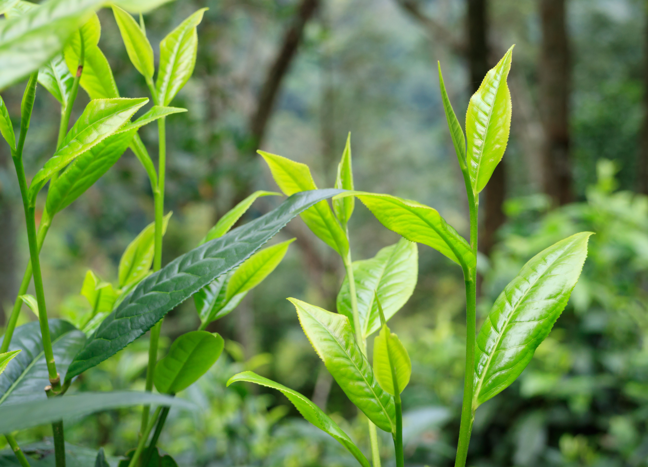 Frische grüne Teablätter an der Pflanze mit charakteristischen spitzen Blättern in verschiedenen Grüntönen
