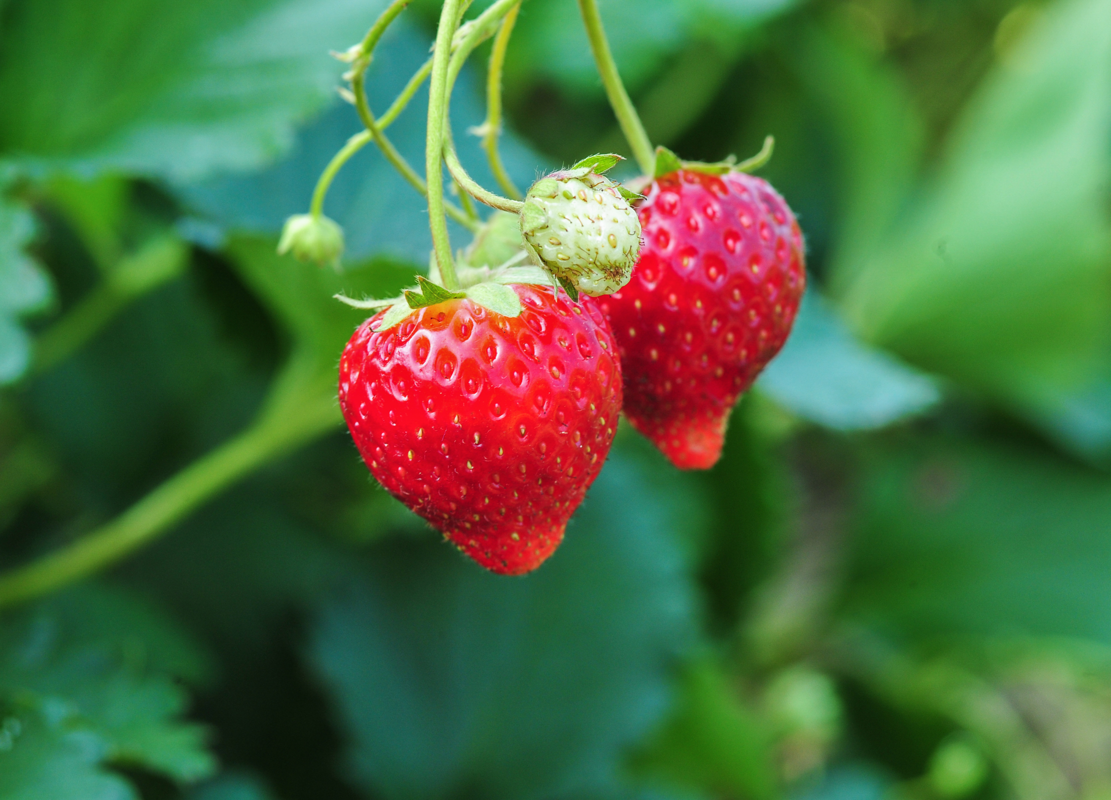 Zwei reife, rote Erdbeeren hängen an grünen Stielen vor unscharfem Laub im Hintergrund