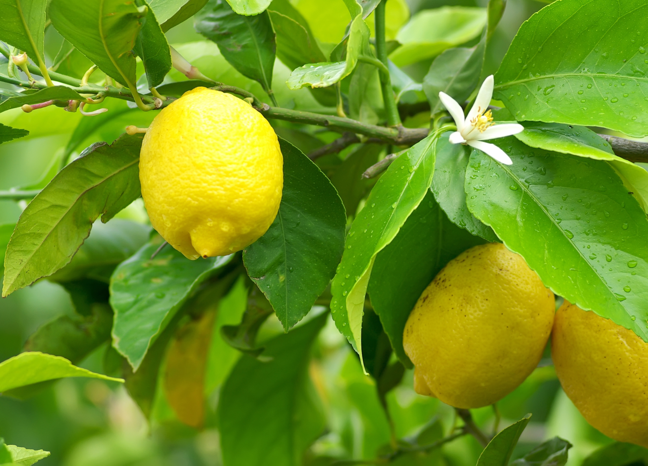 Frische Zitronen am Baum mit grünen Blättern und weißer Blüte, Tau auf der Schale.