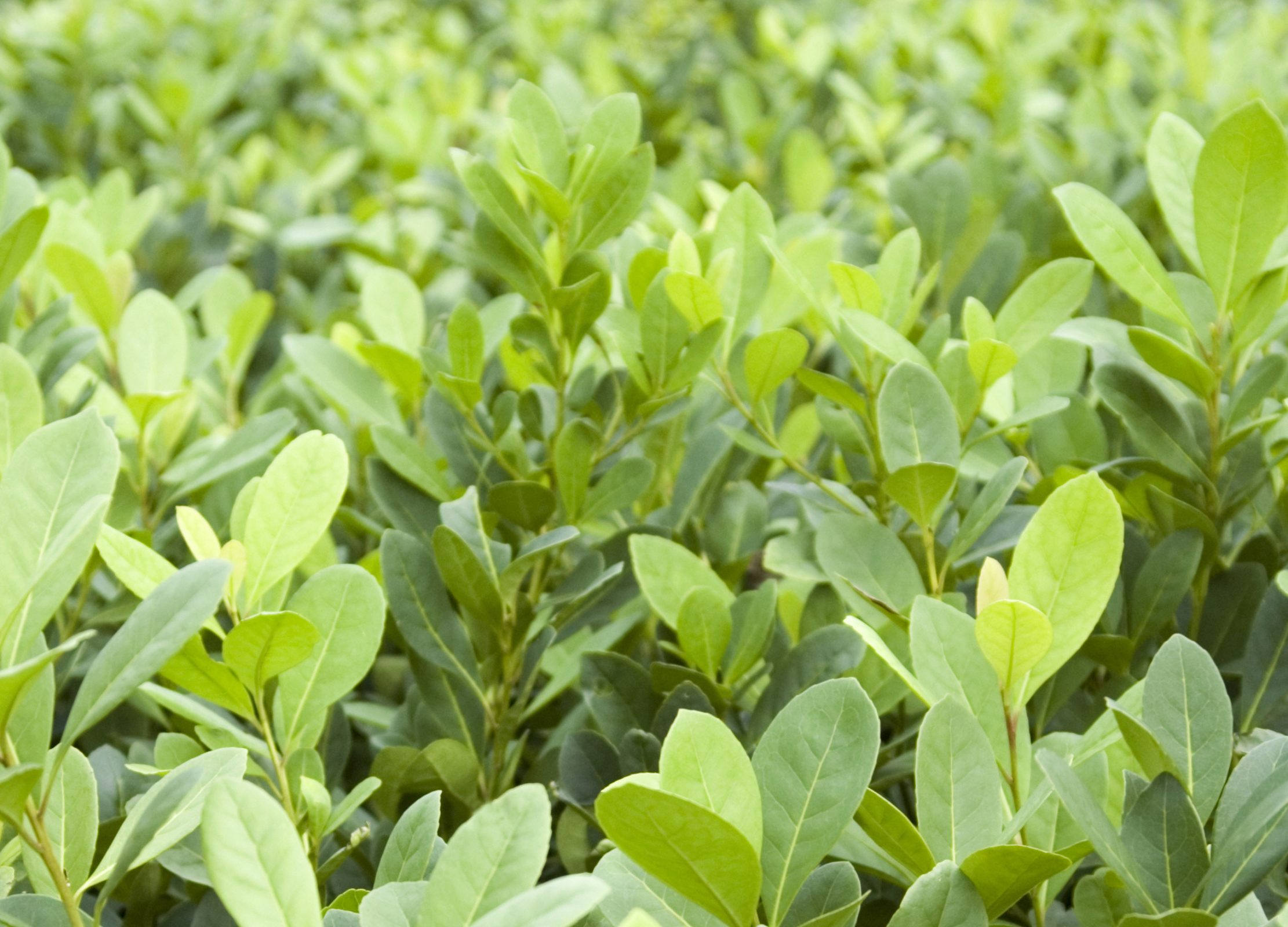 Frische Mate-Pflanze mit hellgrünen, ovalen Blättern und zarten Trieben in Nahaufnahme.