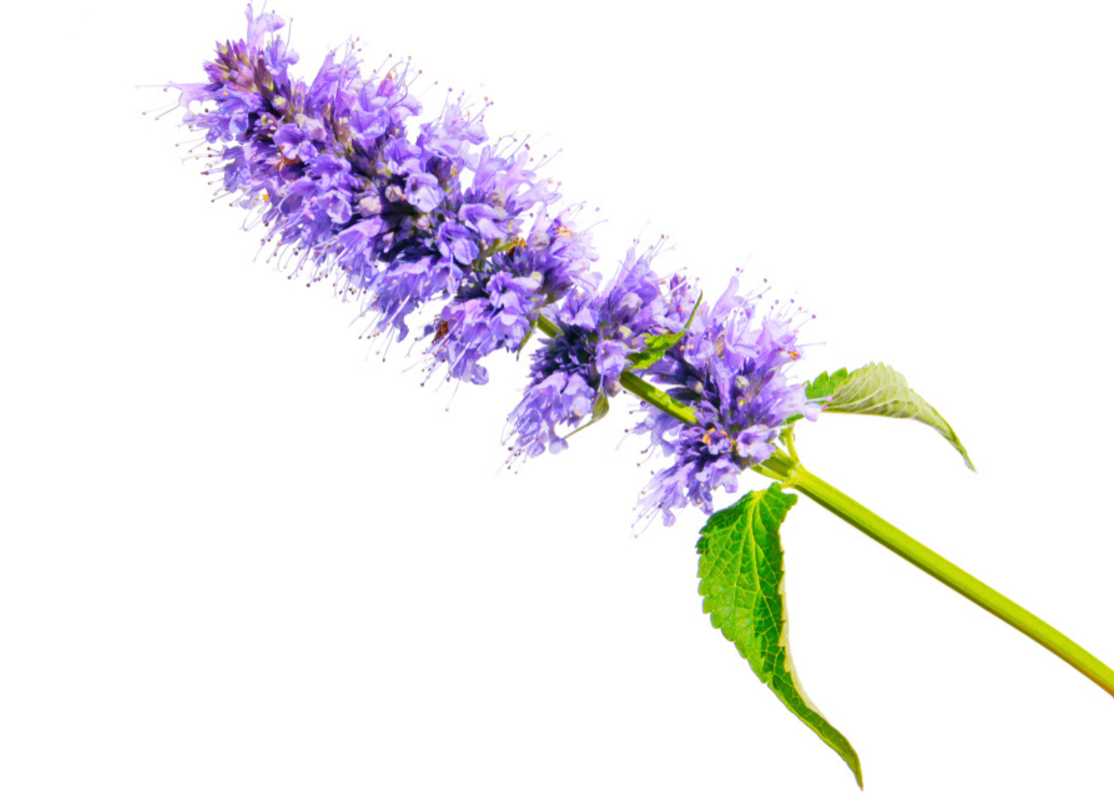 Ein einzelner blühender Stängel des Anisysops (Agastache foeniculum) mit leuchtend violetten Blüten und gezackten Blättern auf weißem Hintergrund