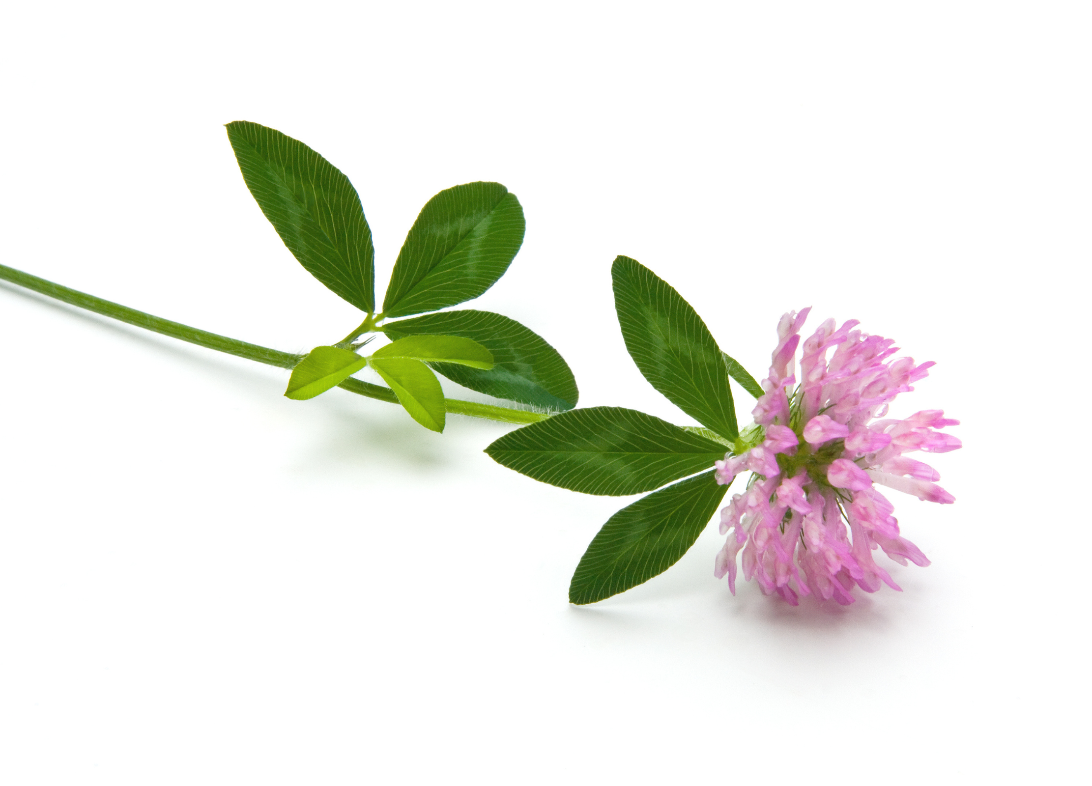Rotklee mit grünen Blättern und rosa-violetter Blütenblüte auf weißem Hintergrund