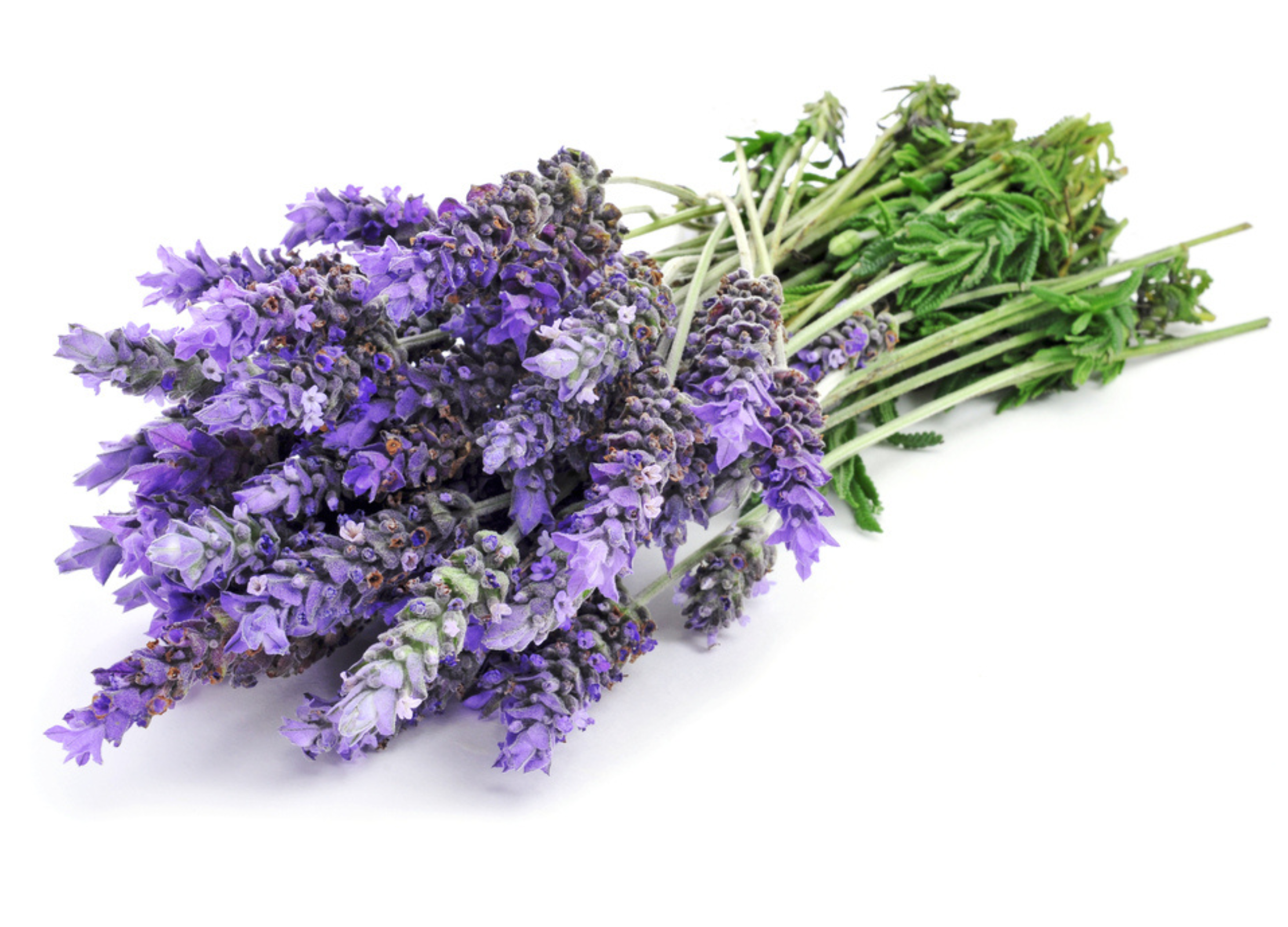 Gebundener Strauß frischer Lavendelblüten mit violetten Blütenständen und grünen Stielen auf weißem Hintergrund