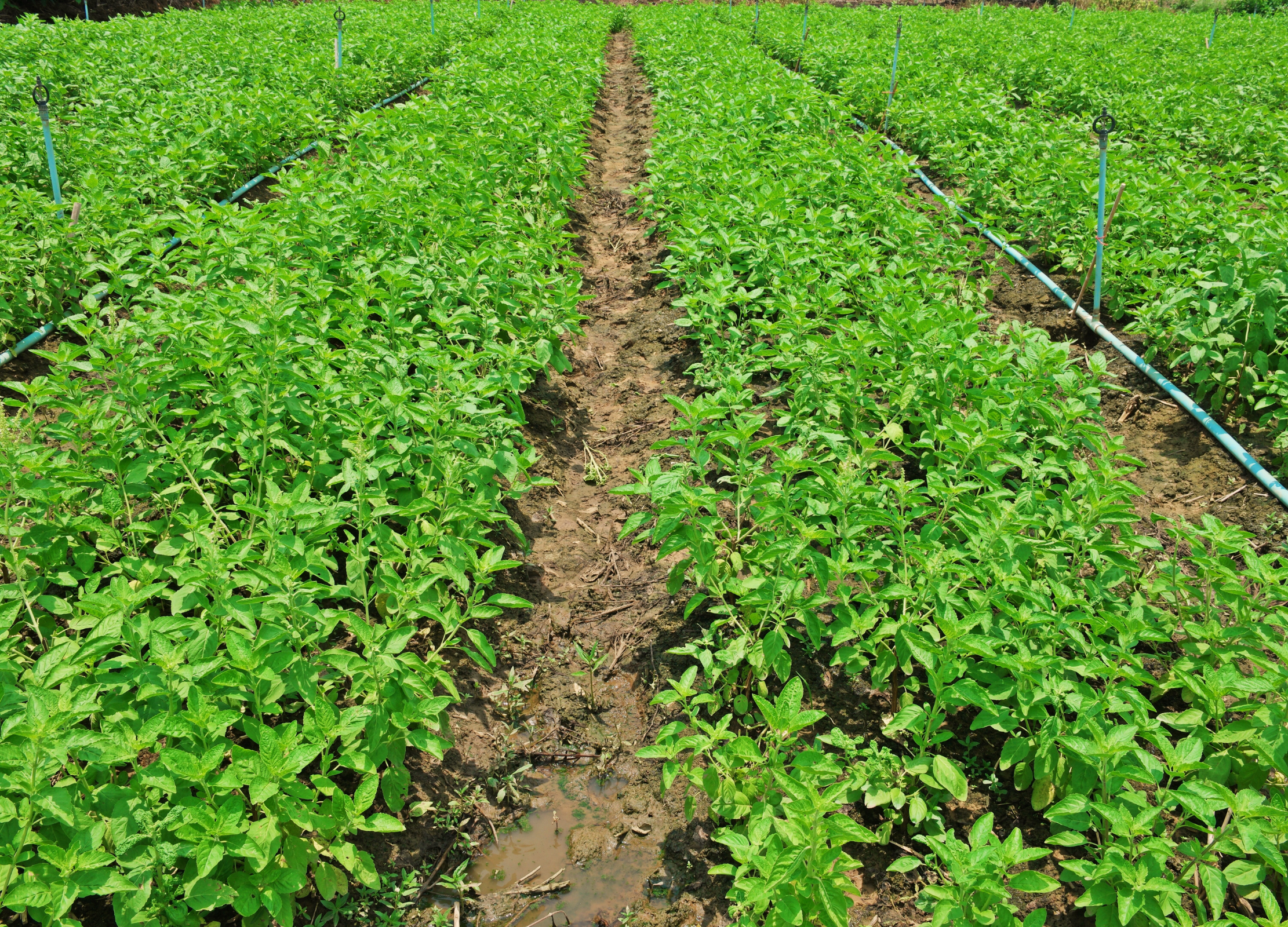Tulsi-Pflanzen mit grünen Blättern in Reihen auf feuchtem Feld mit Bewässerungssystem