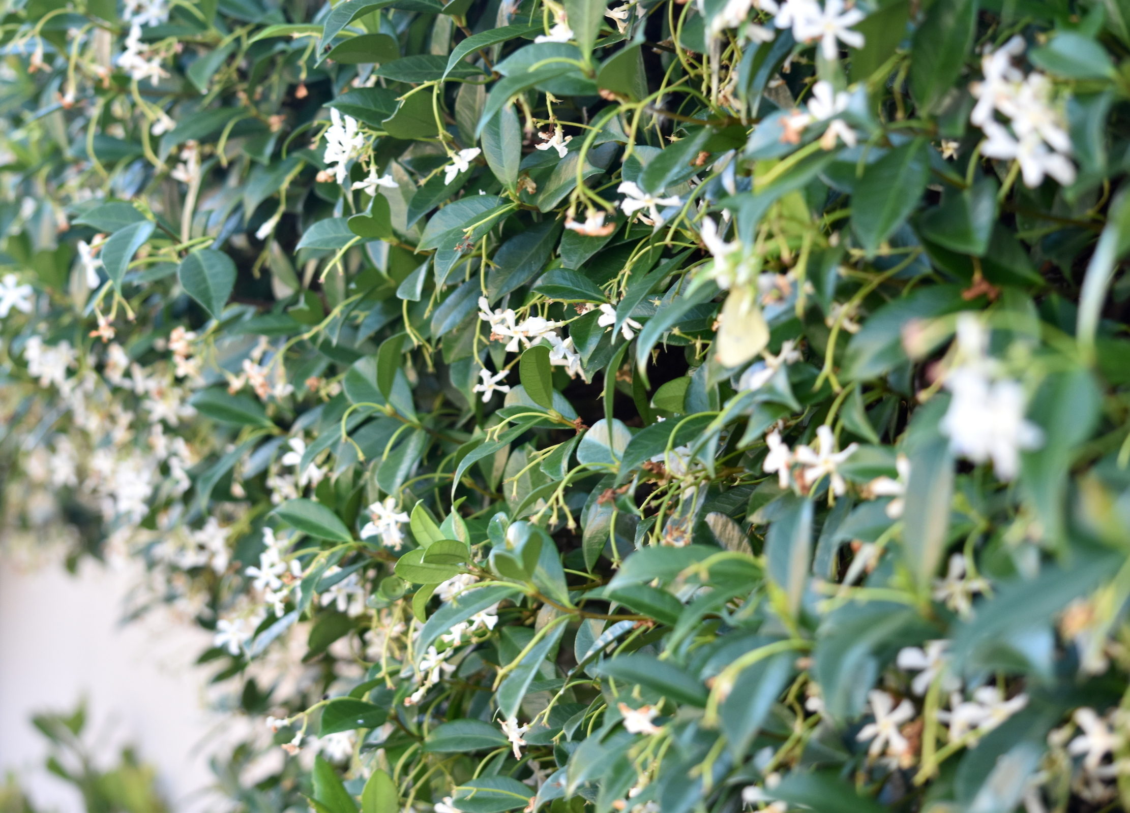 Dichtes Jasmingebüsch mit zahlreichen kleinen weißen Blüten zwischen glänzenden, dunkelgrünen Blättern