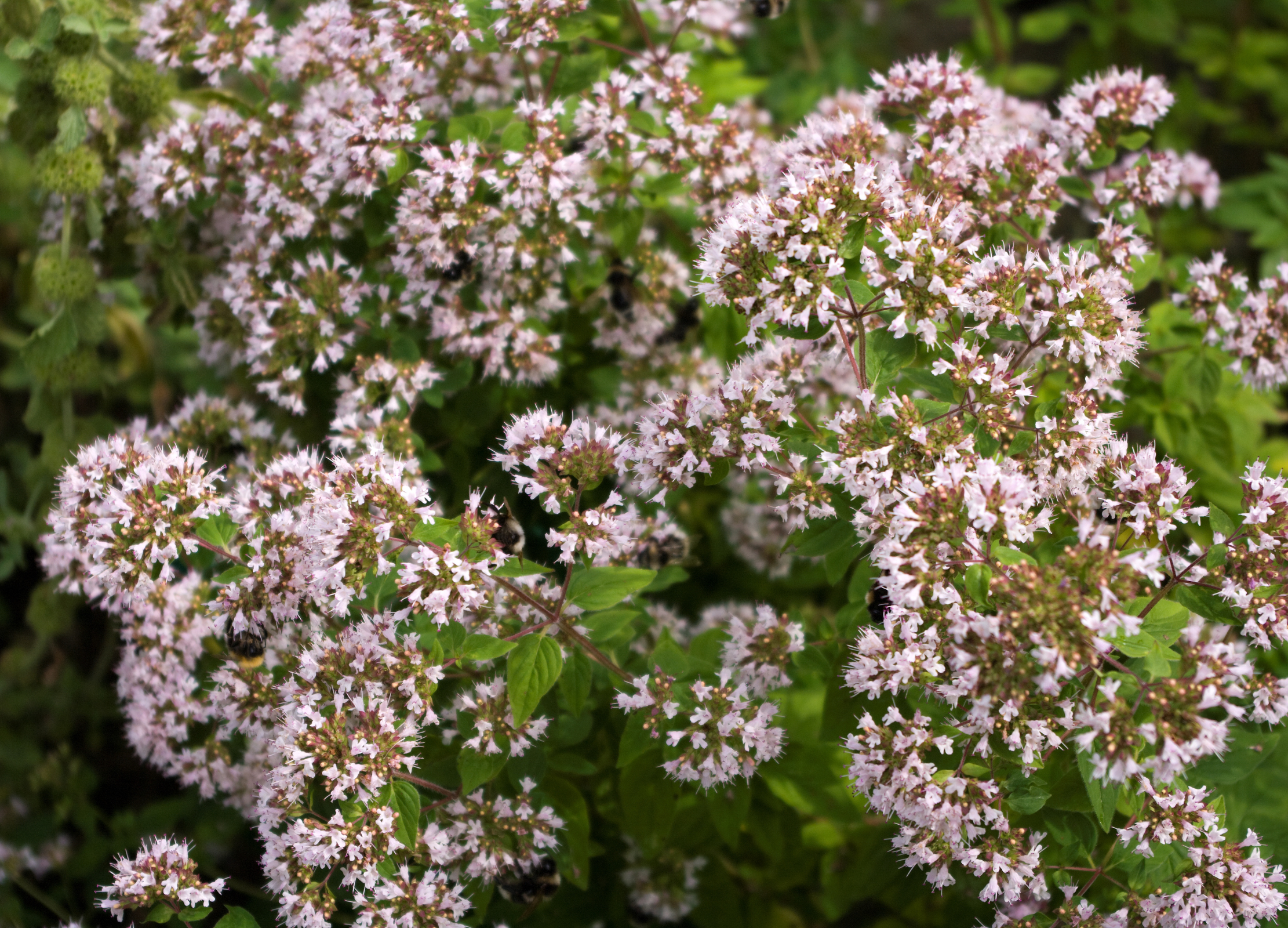 Oregano-Pflanze mit dichten, rosa-weißen Blütenständen und grünen Blättern in voller Blüte