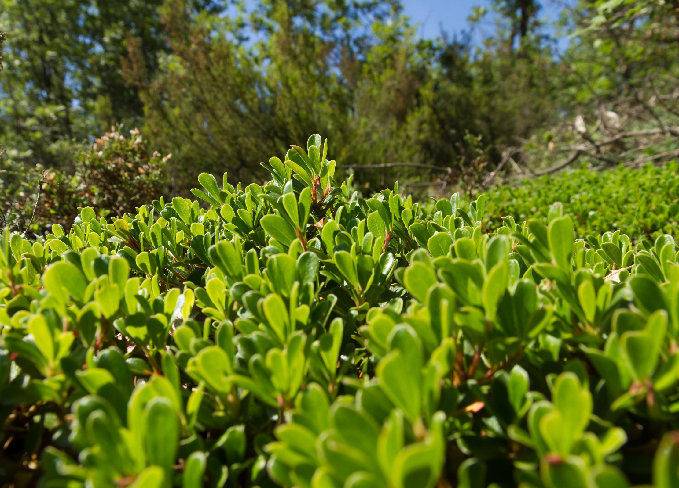 Dichtes Polster aus leuchtend grünen Bärentraubenblättern wächst in der Sonne am Waldrand