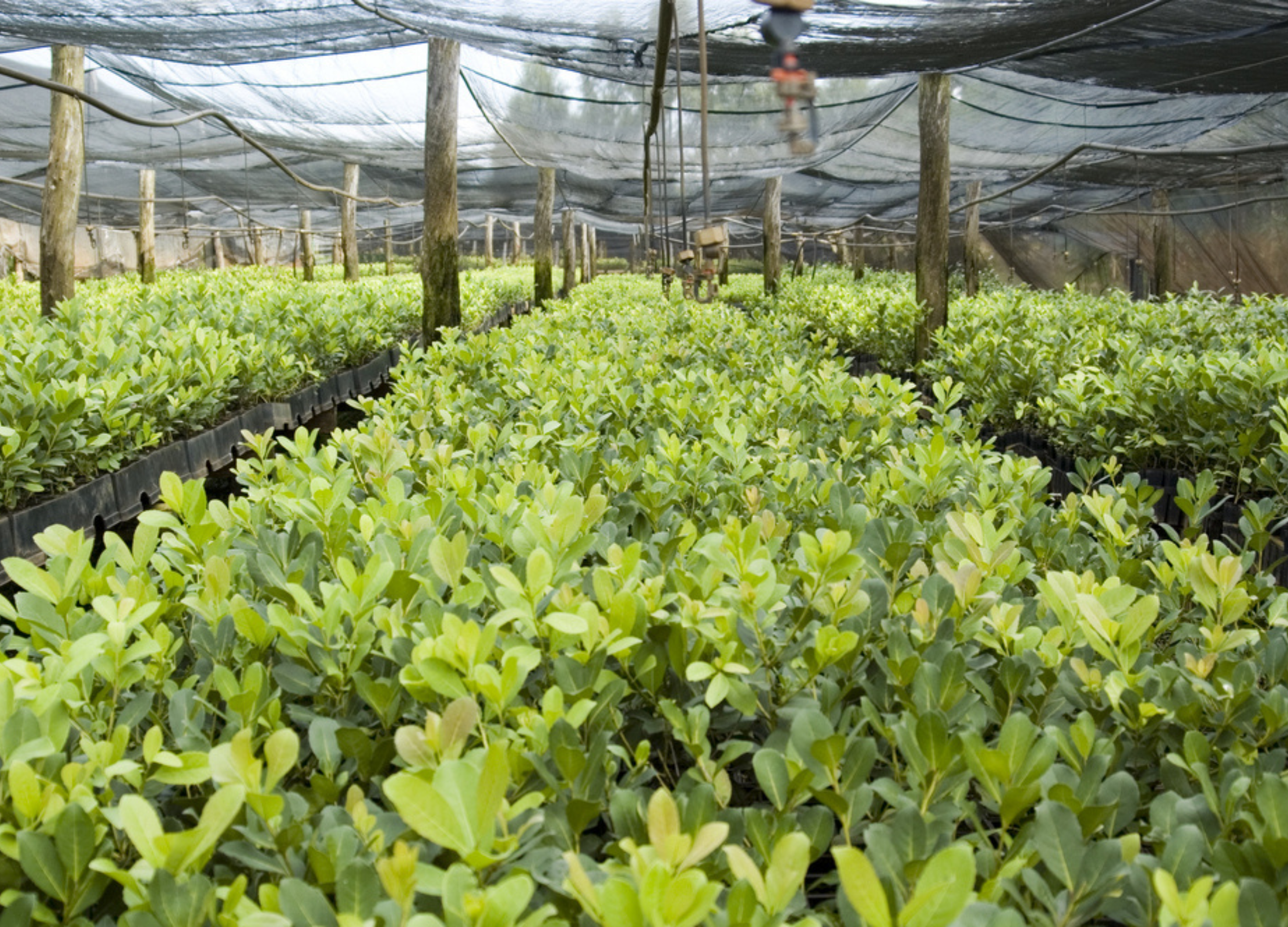 Mate-Plantage unter Schattennetzen mit grünen Setzlingen in Reihen, Holzpfosten und Bewässerungssystem
