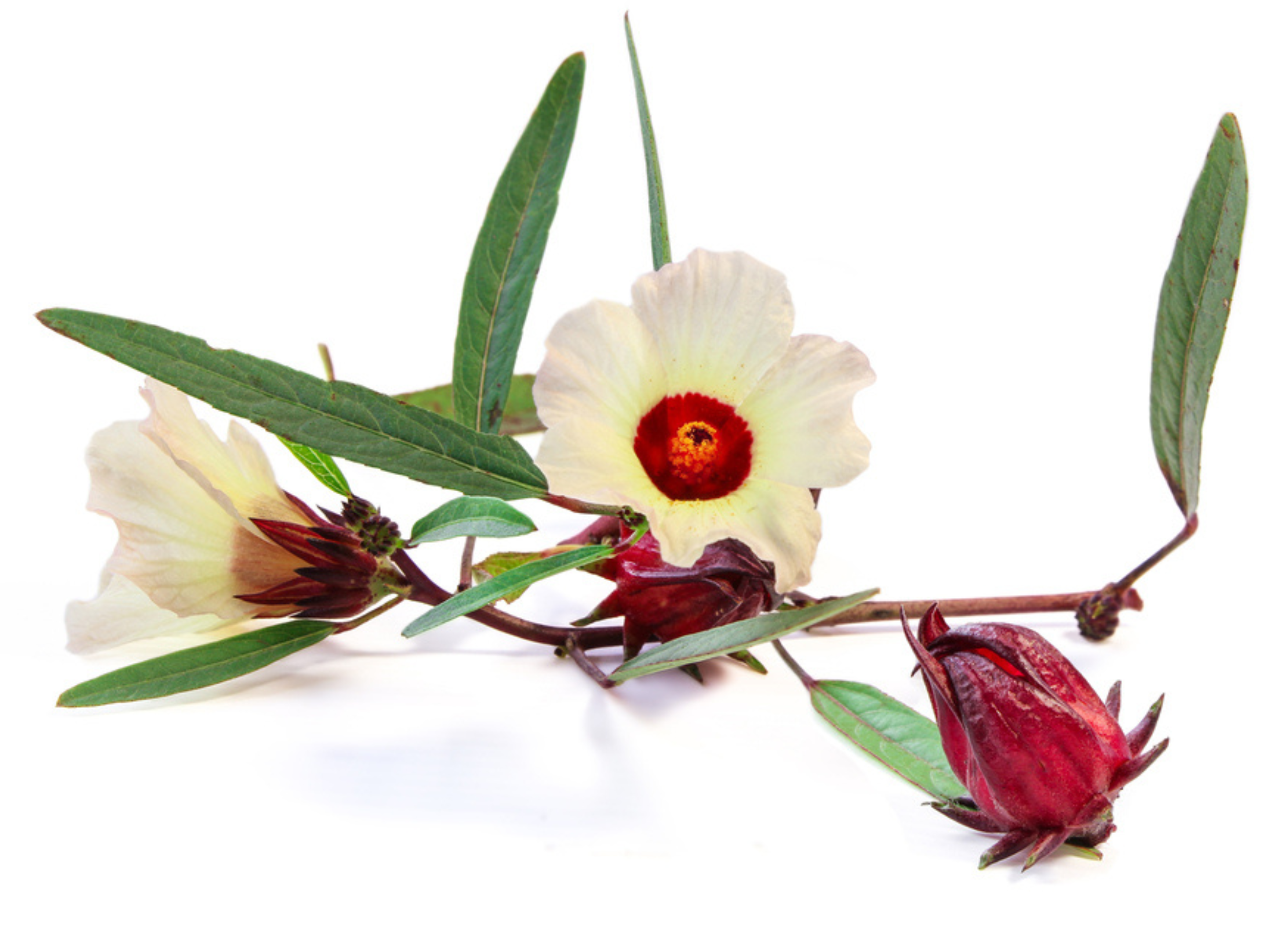 Weißer Hibiskus mit rotem Blütenzentrum, grünen Blättern, geschlossener Knospe und roten Kelchblättern.