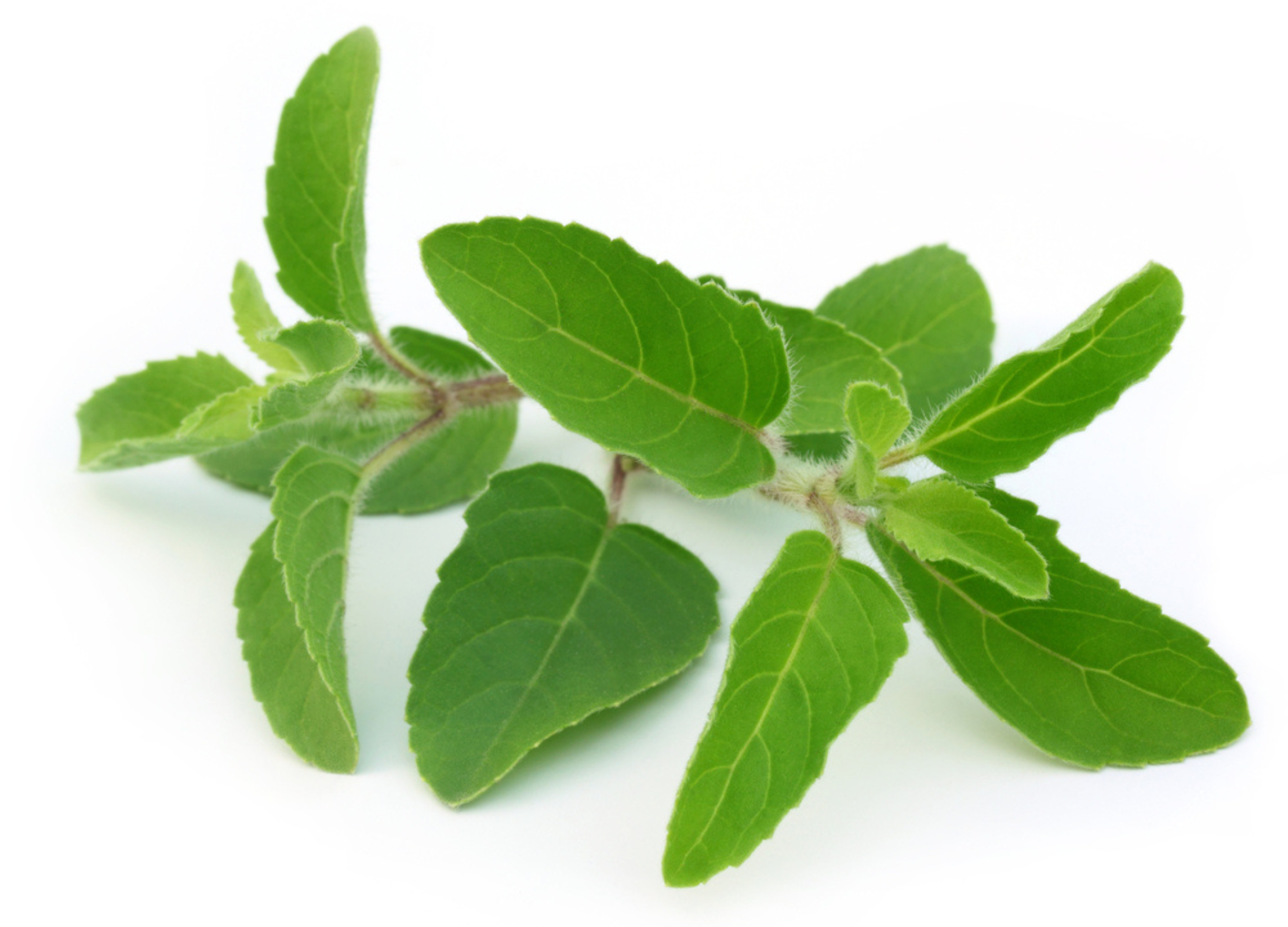 Frisches Tulsi-Kraut mit leuchtend grünen Blättern und zartem Stängel auf weißem Hintergrund