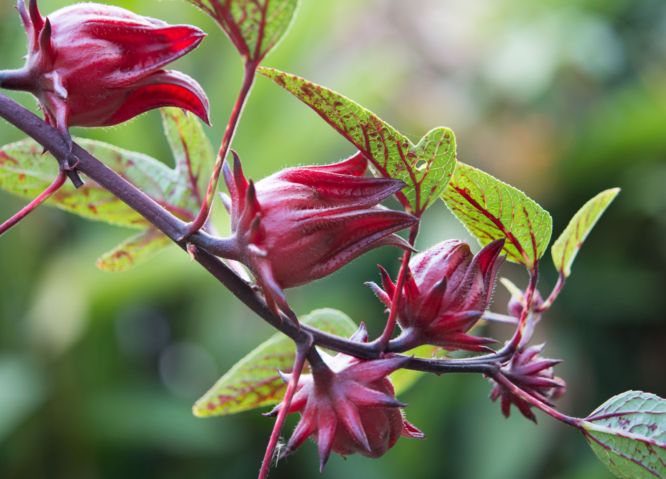 Roter Hibiskus mit dunkelrotem Kelch und weißem Saum, grüne Blätter mit roten Adern im Garten