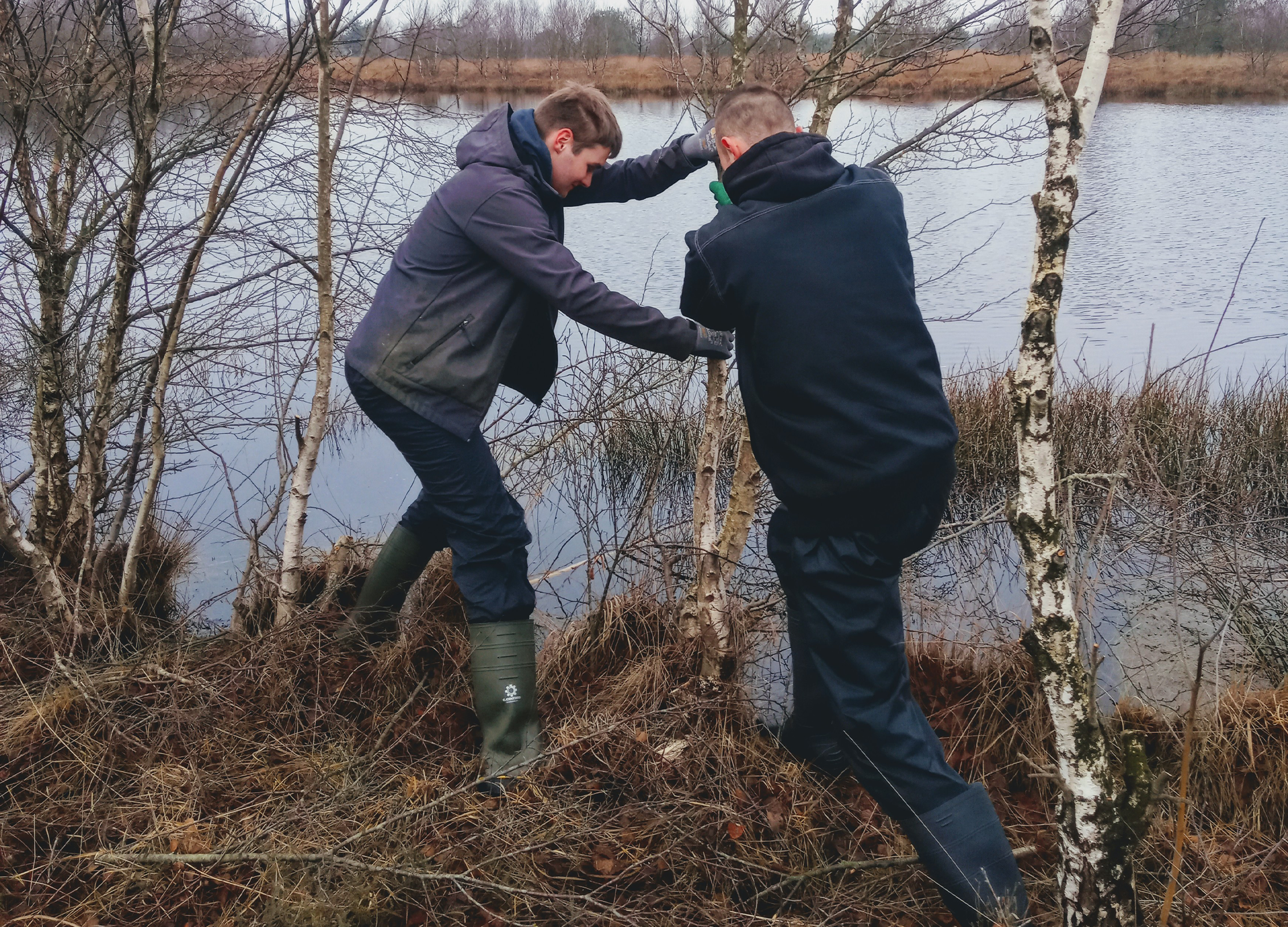 Zwei Personen ziehen gemeinsam einen jungen Baum am Ufer eines Moors heraus