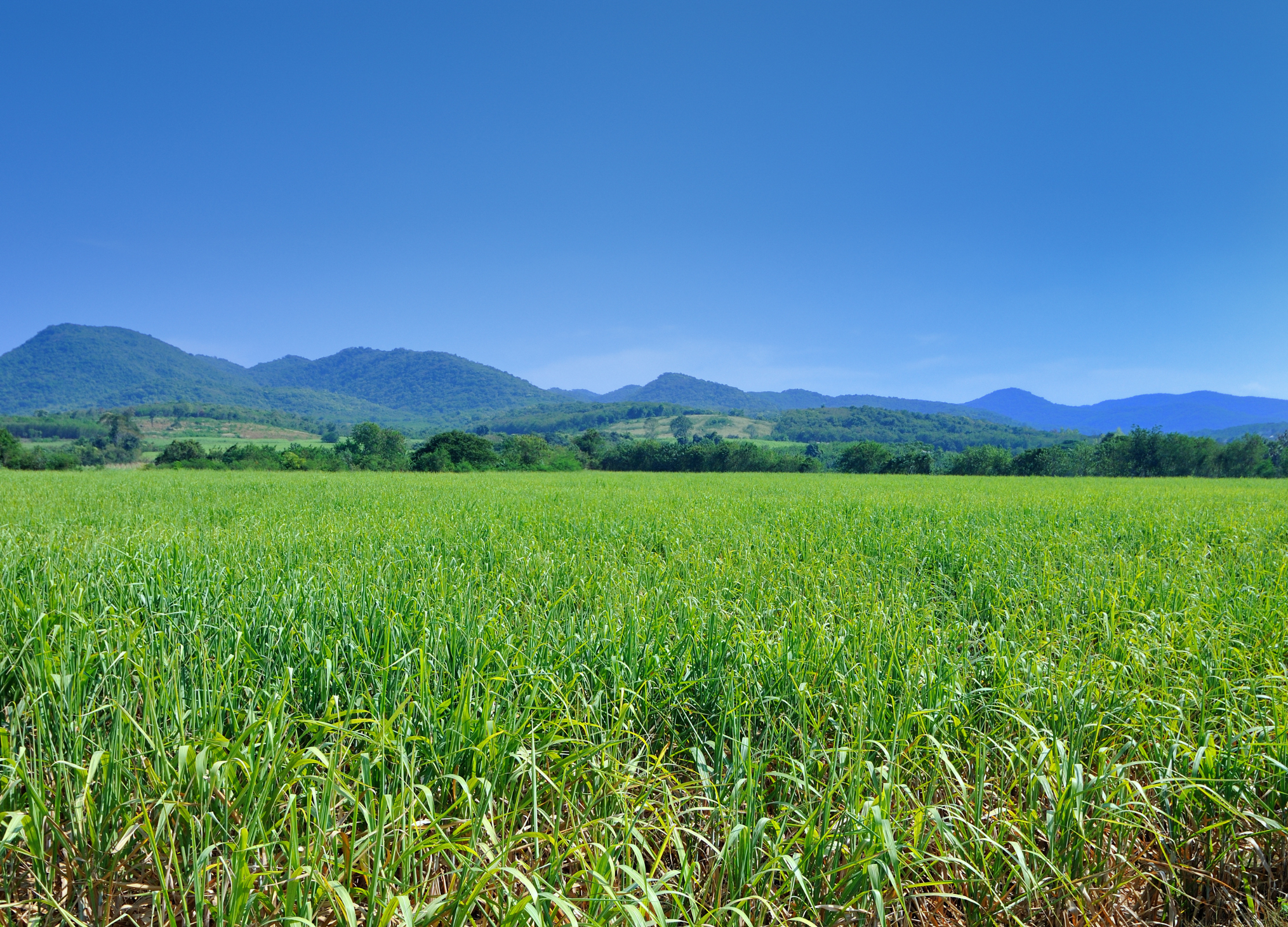 Zuckerrohrfeld mit grünen Pflanzen in tropischer Berglandschaft unter blauem Himmel