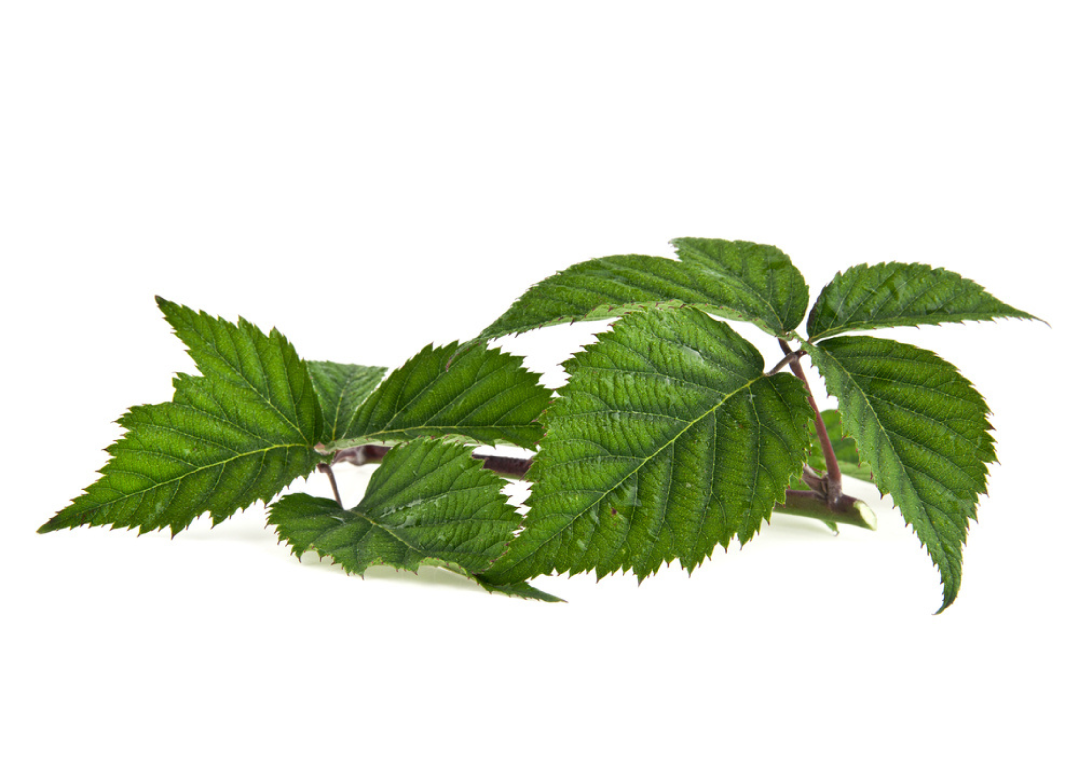 Frisches Brombeerblatt mit gezähnten grünen Blättern und dunkelrotem Stiel auf weißem Hintergrund