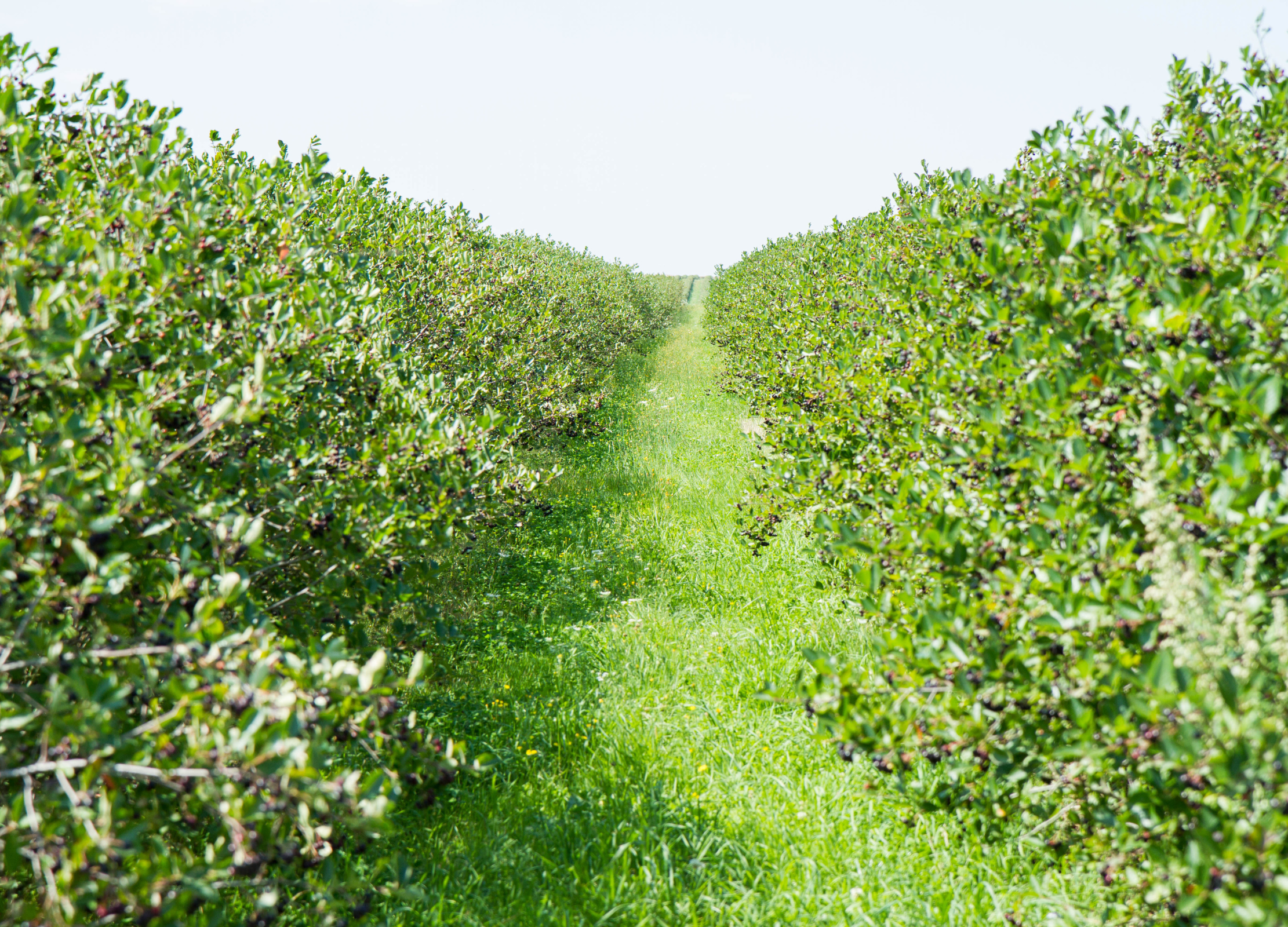 Reihen von Aronia-Sträuchern stehen dicht an dicht auf einer sonnigen Plantage mit grüner Wiese dazwischen