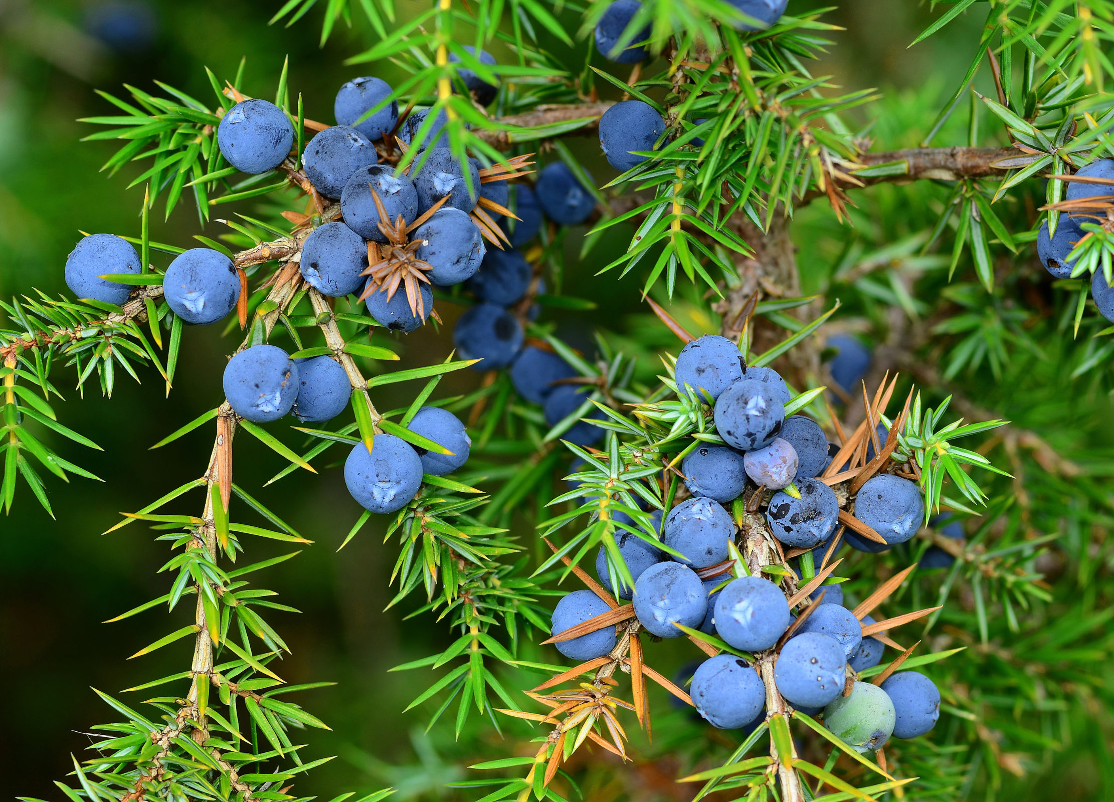 Reife Wacholderbeeren in tiefem Blau an grünen, nadelförmigen Zweigen mit braunen Ästen