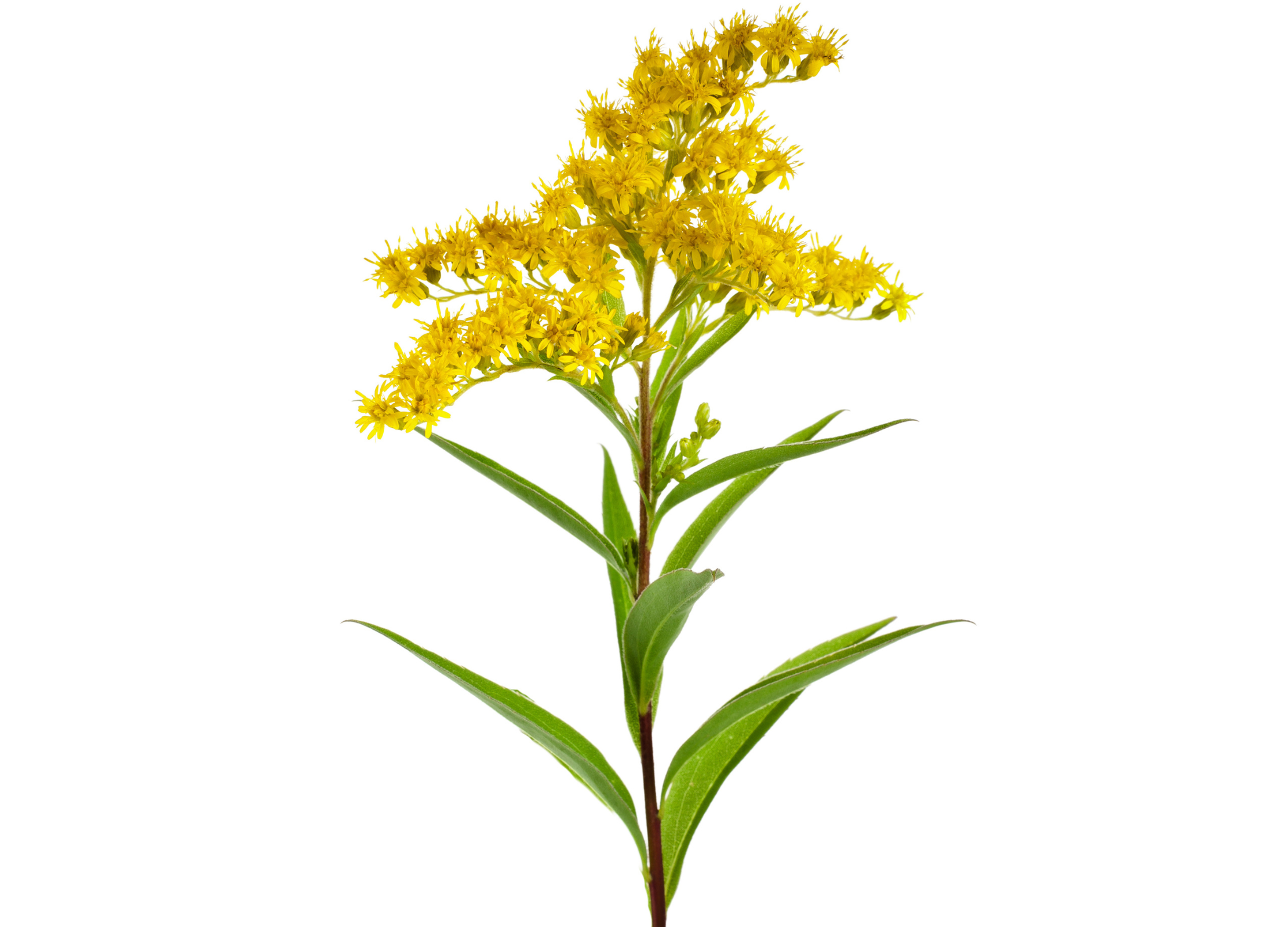 Aufrechter Stängel mit lanzettlichen Blättern und leuchtend gelben, kleinen Blüten der Goldrute